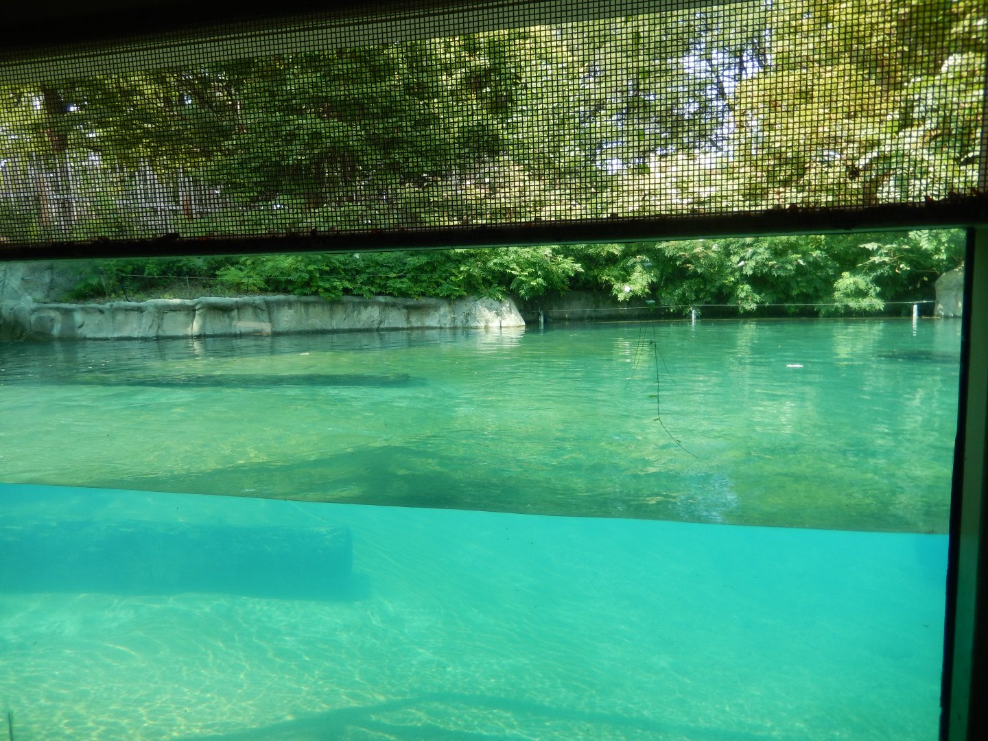 8/21/2021 - Hippoquarium - Underwater View