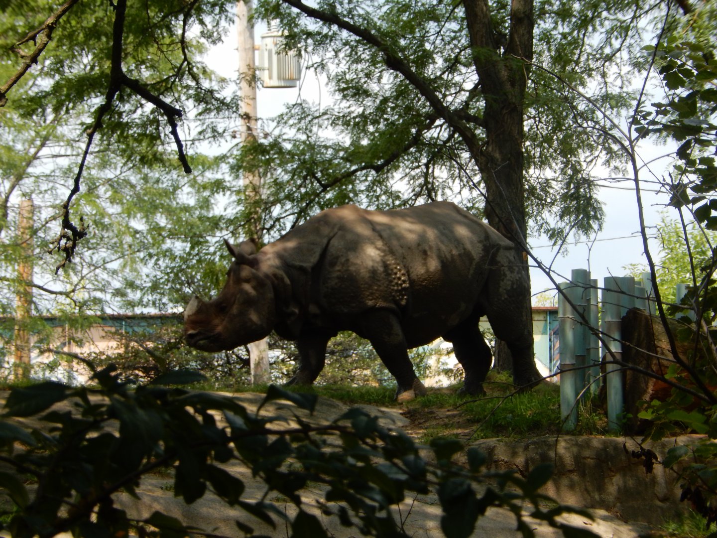 8/21/2021 - Indian Rhino