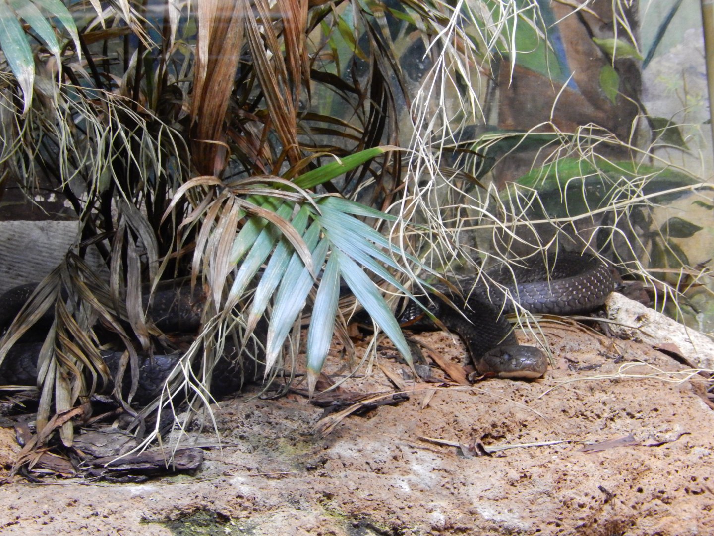 8/21/2021 - King Cobra