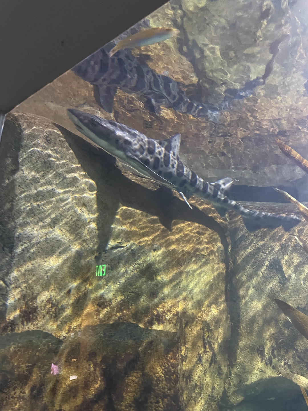 8/21/2021 - Leopard Shark