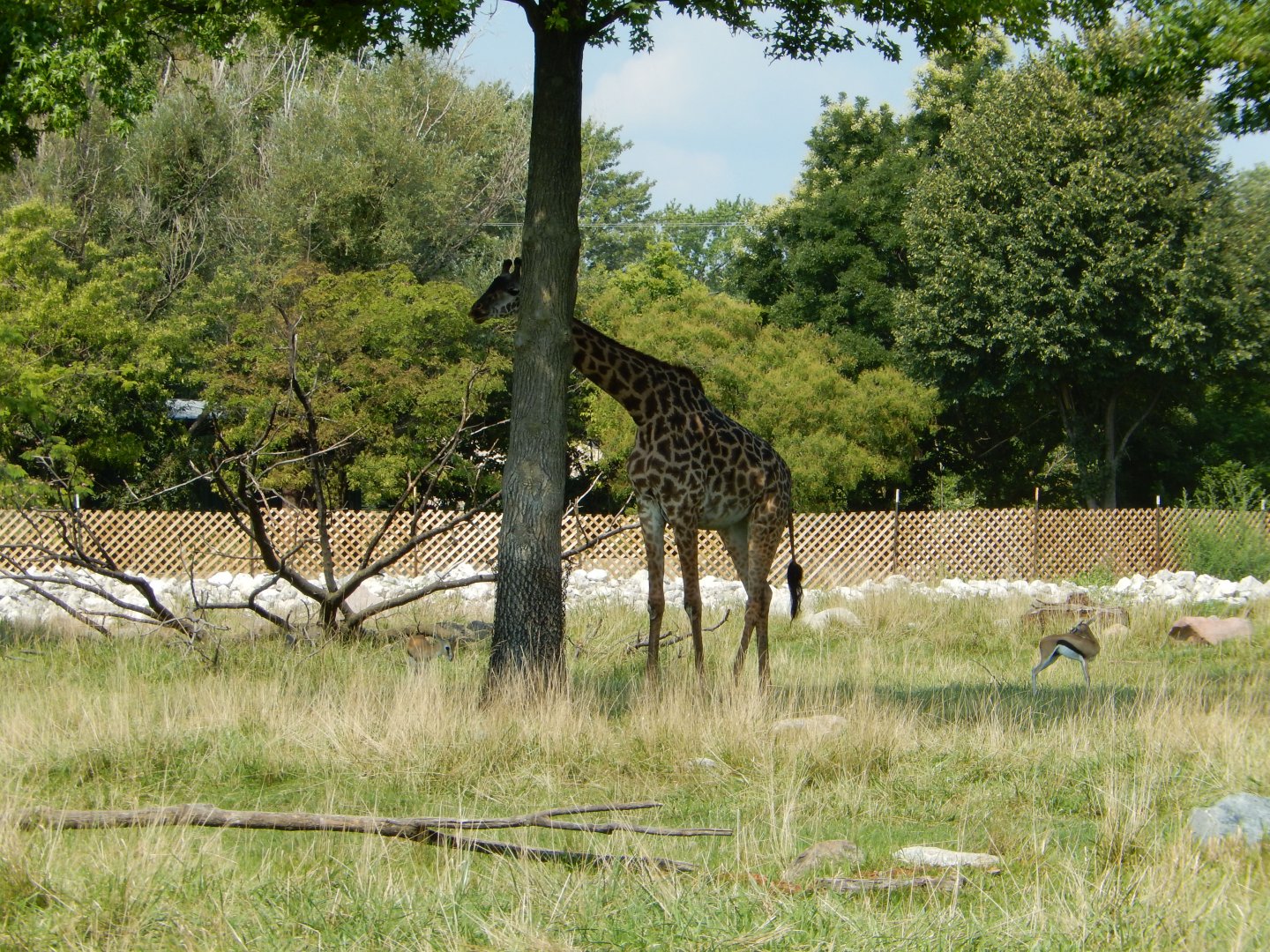 8/21/2021 - Masai Giraffe & Thomson's Gazelles