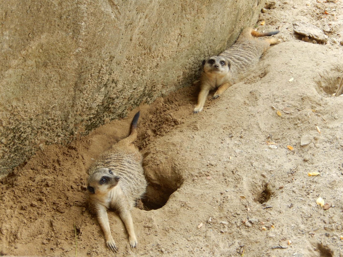 8/21/2021 - Meerkats