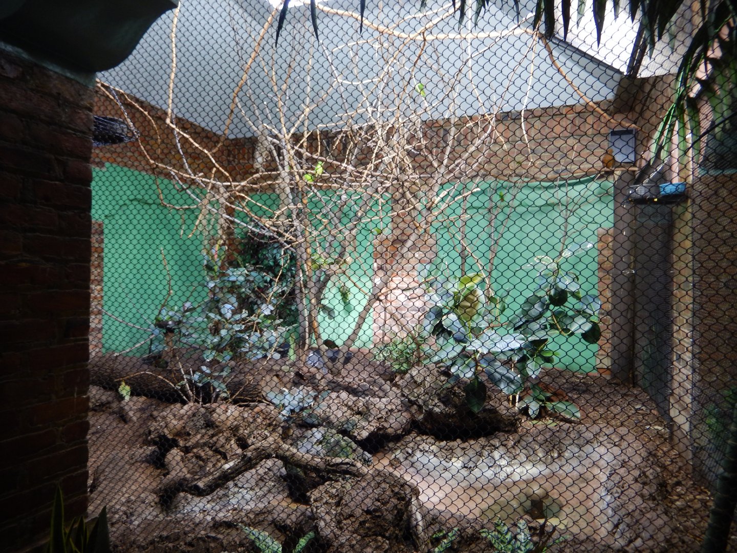 8/21/2021 - Mixed-Species Exhibit