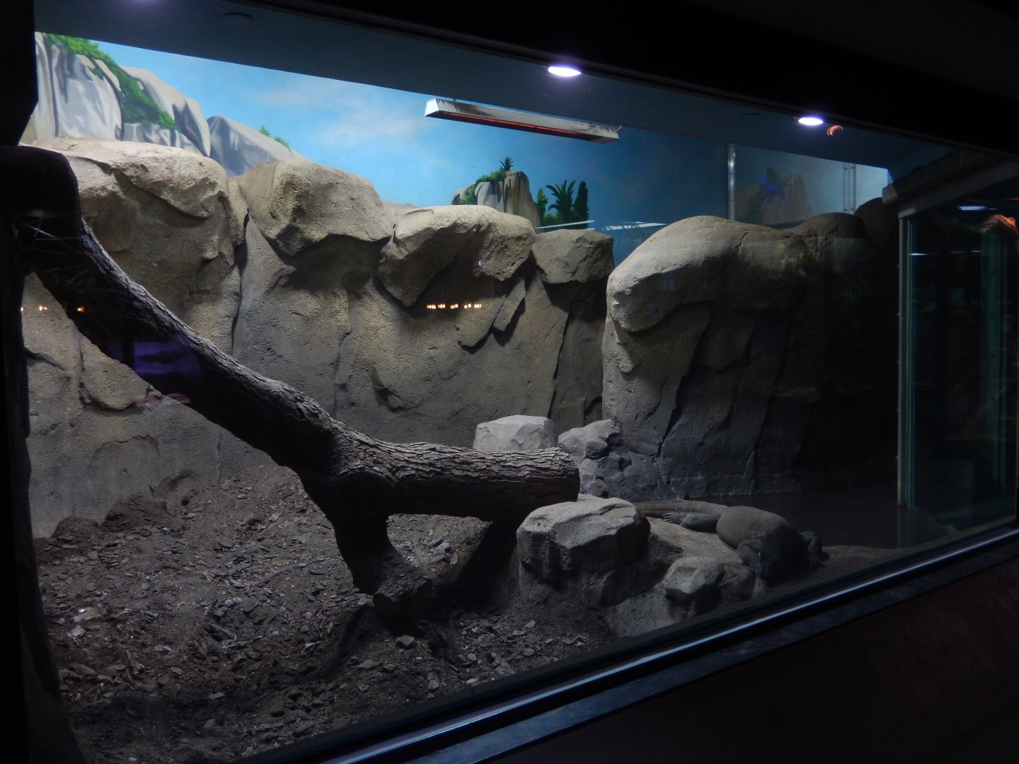 8/21/2021 - One of Two Komodo Dragon Exhibits
