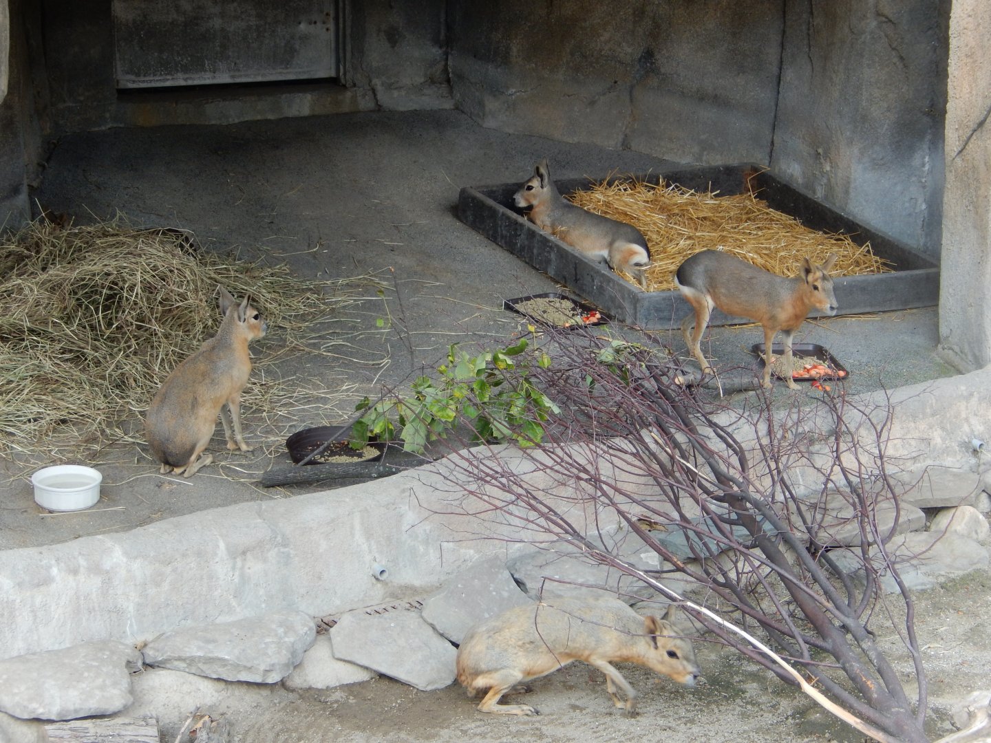 8/21/2021 - Patagonian Cavies