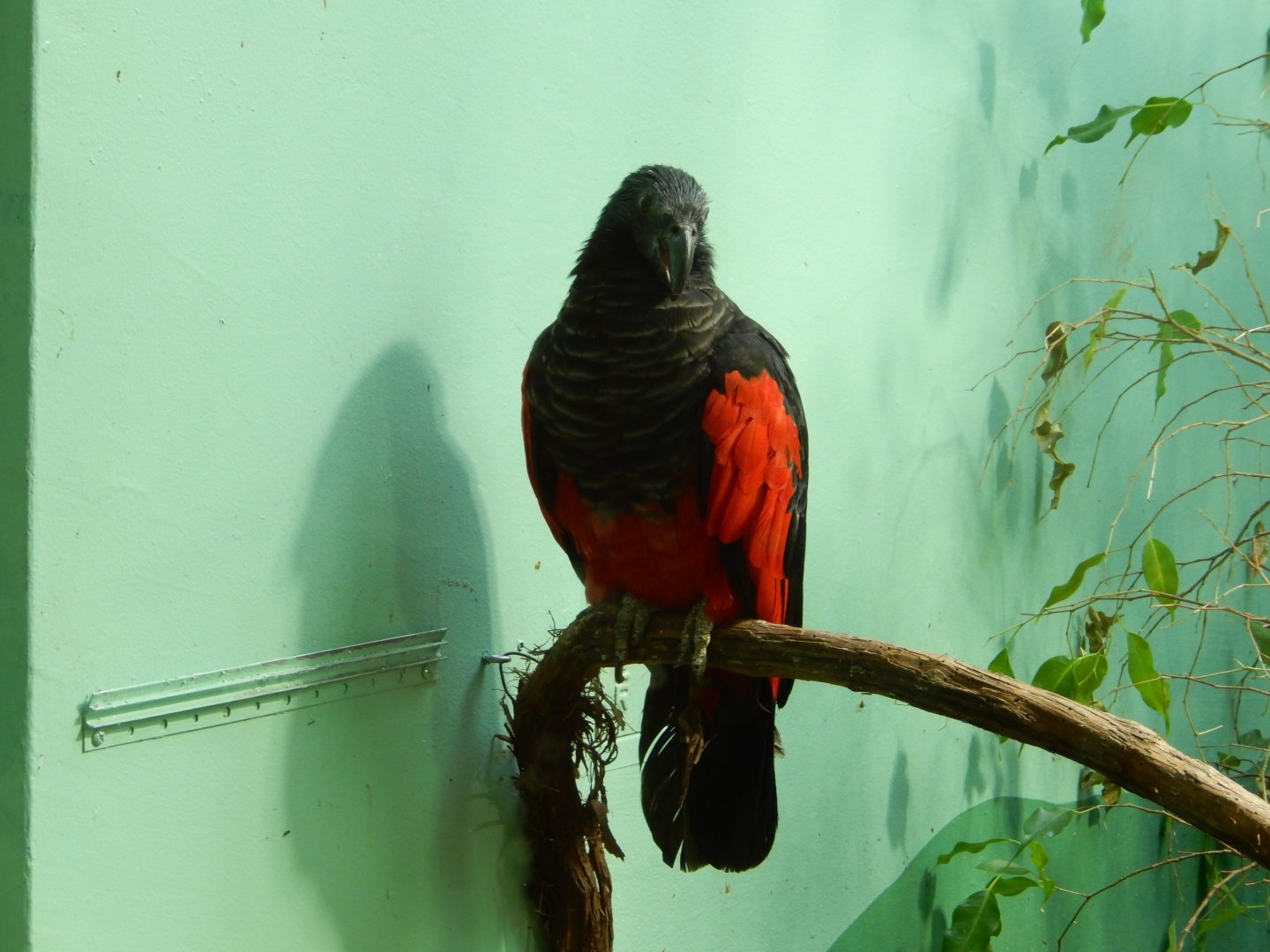 8/21/2021 - Pesquet's Parrot