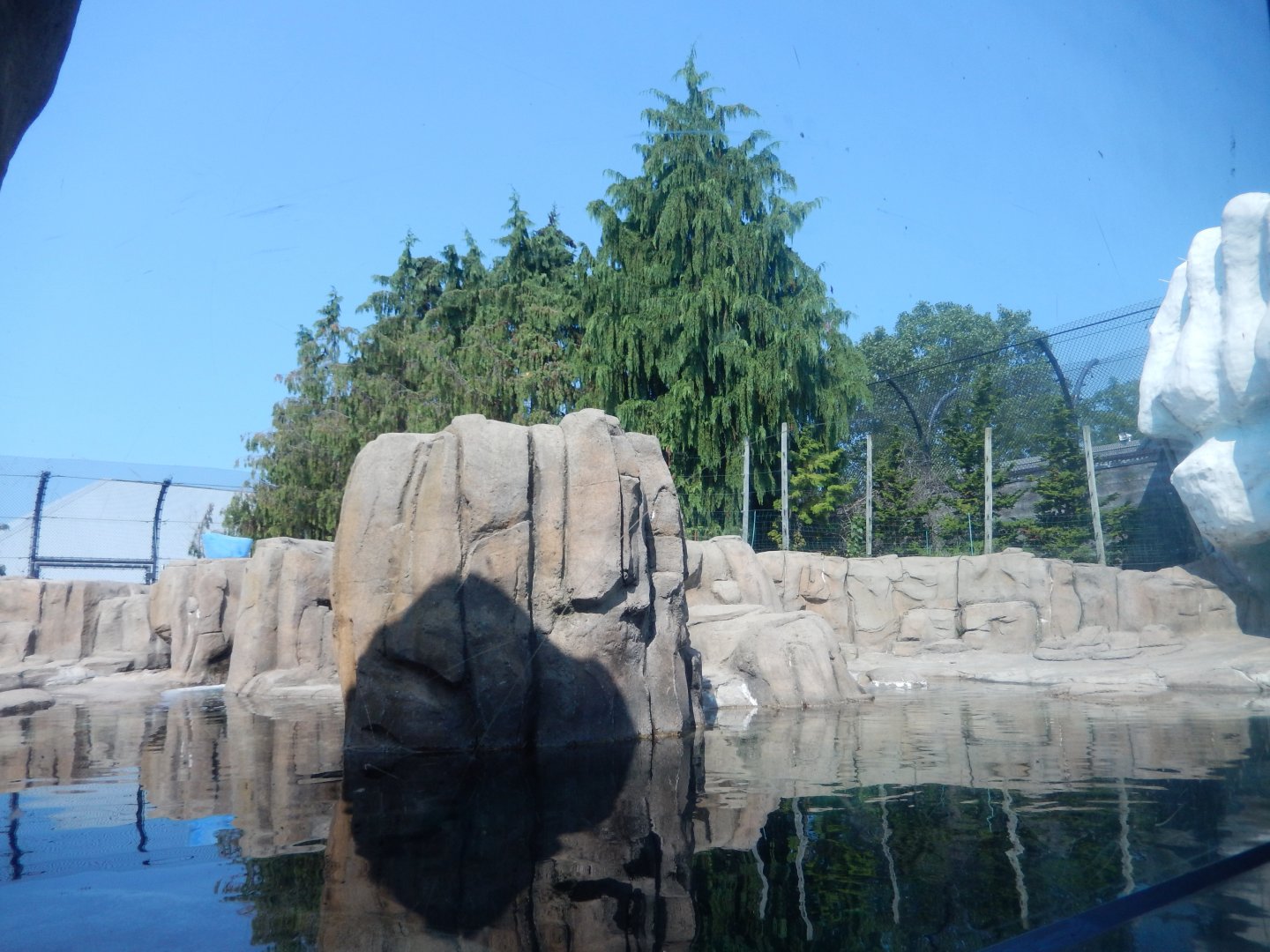 8/21/2021 - Polar Bear Habitat - Pool View