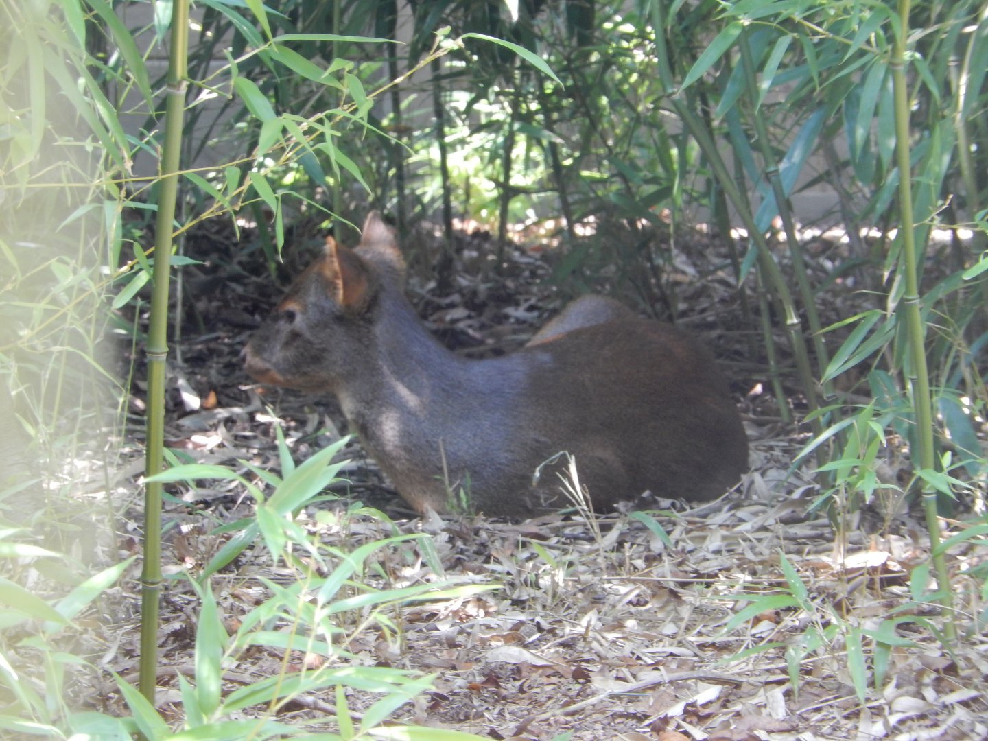8/21/2021 - Pudu