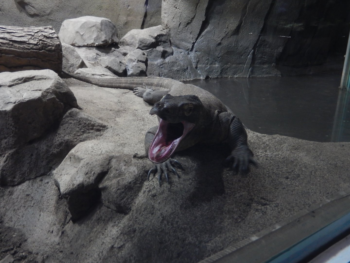 8/21/2021 - Reptile Yawn!