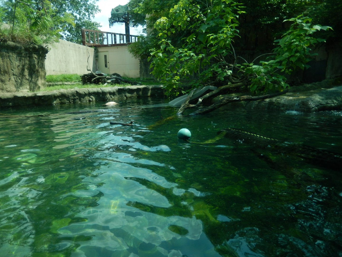 8/21/2021 - River Otter Habitat