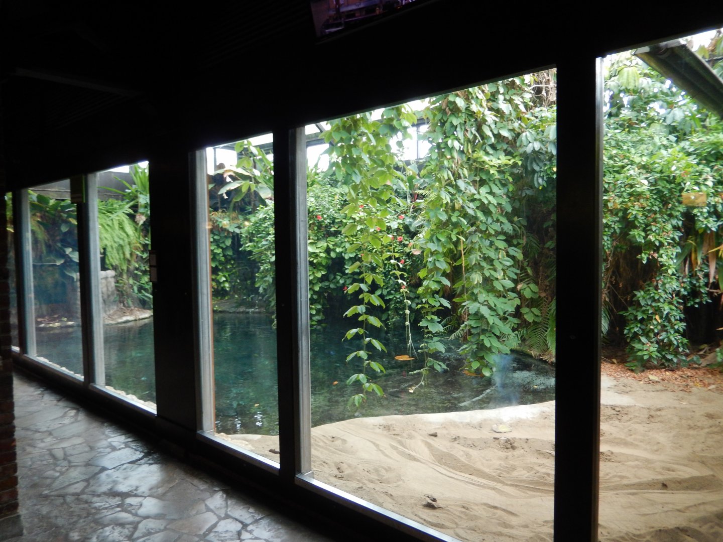 8/21/2021 - Saltwater Crocodile Habitat