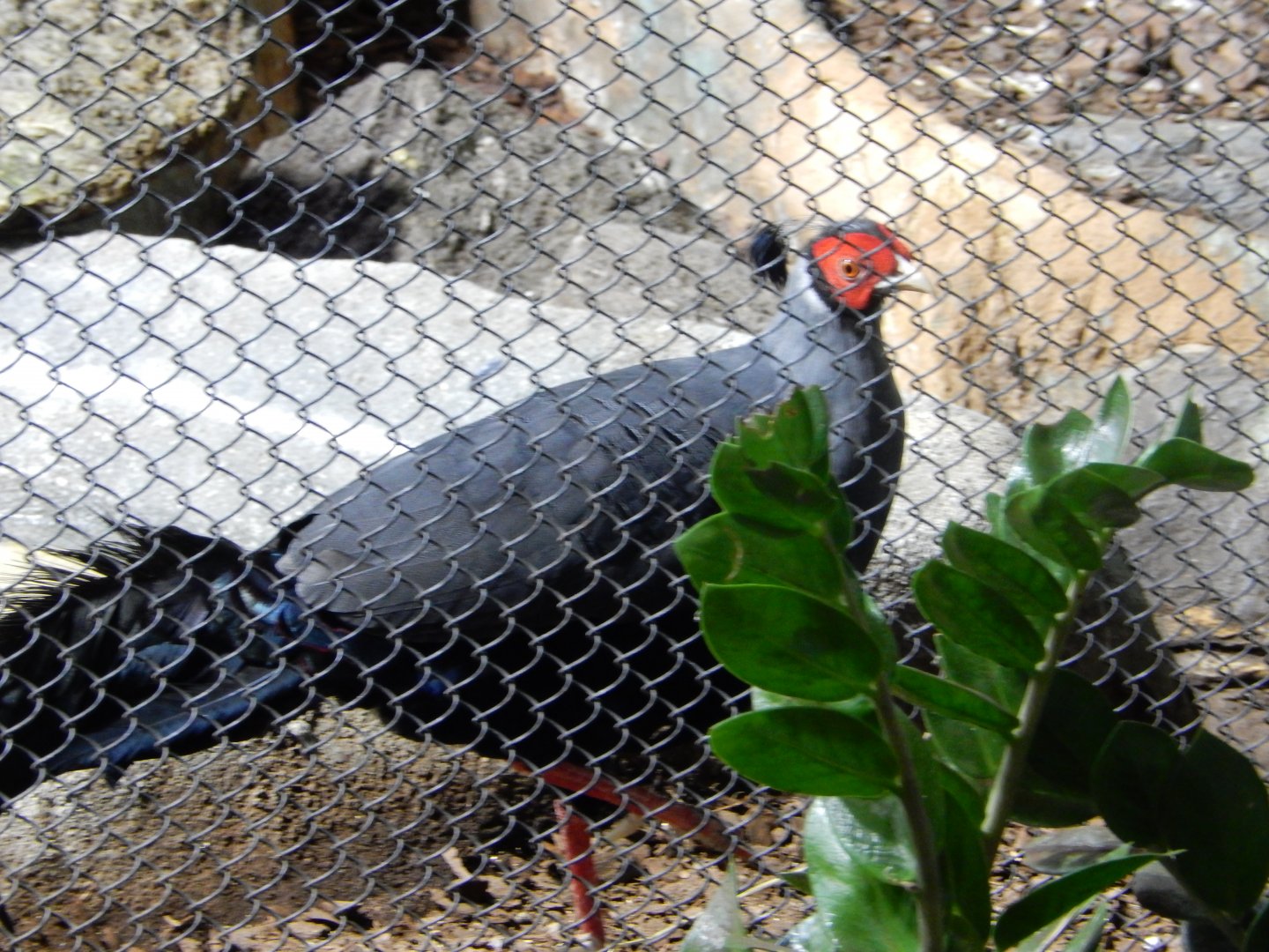 8/21/2021 - Siamese Fireback Pheasant