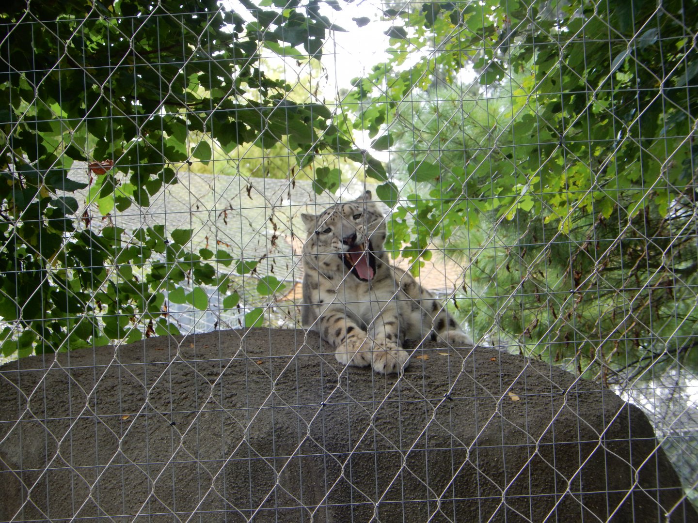 8/21/2021 - Snow Leopard