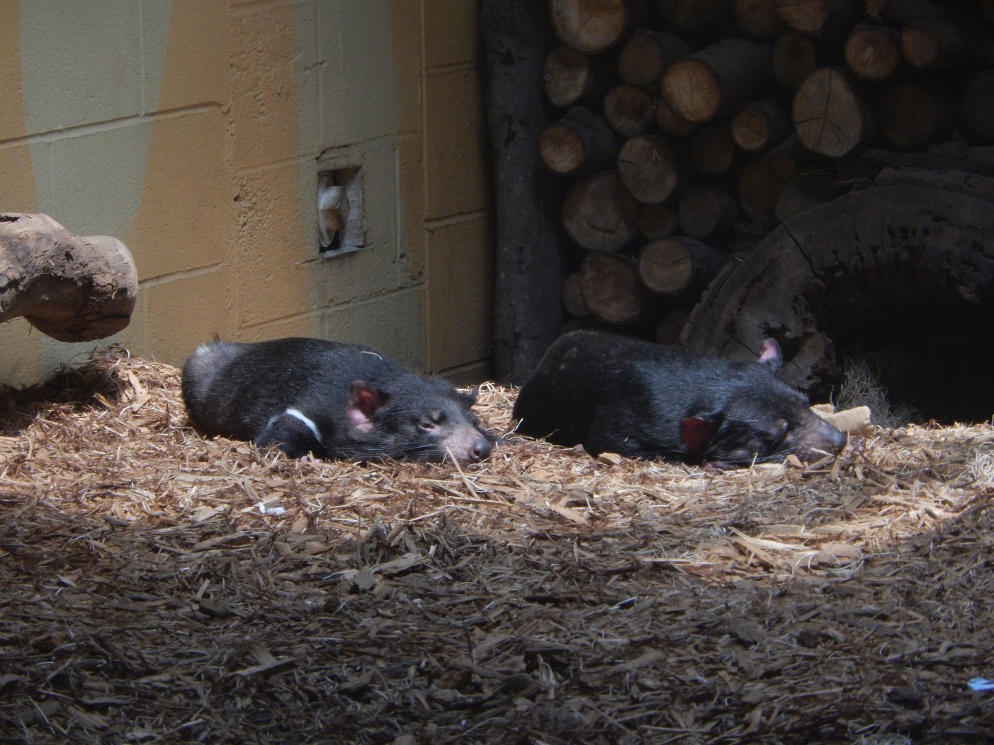 8/21/2021 - Tasmanian Devils
