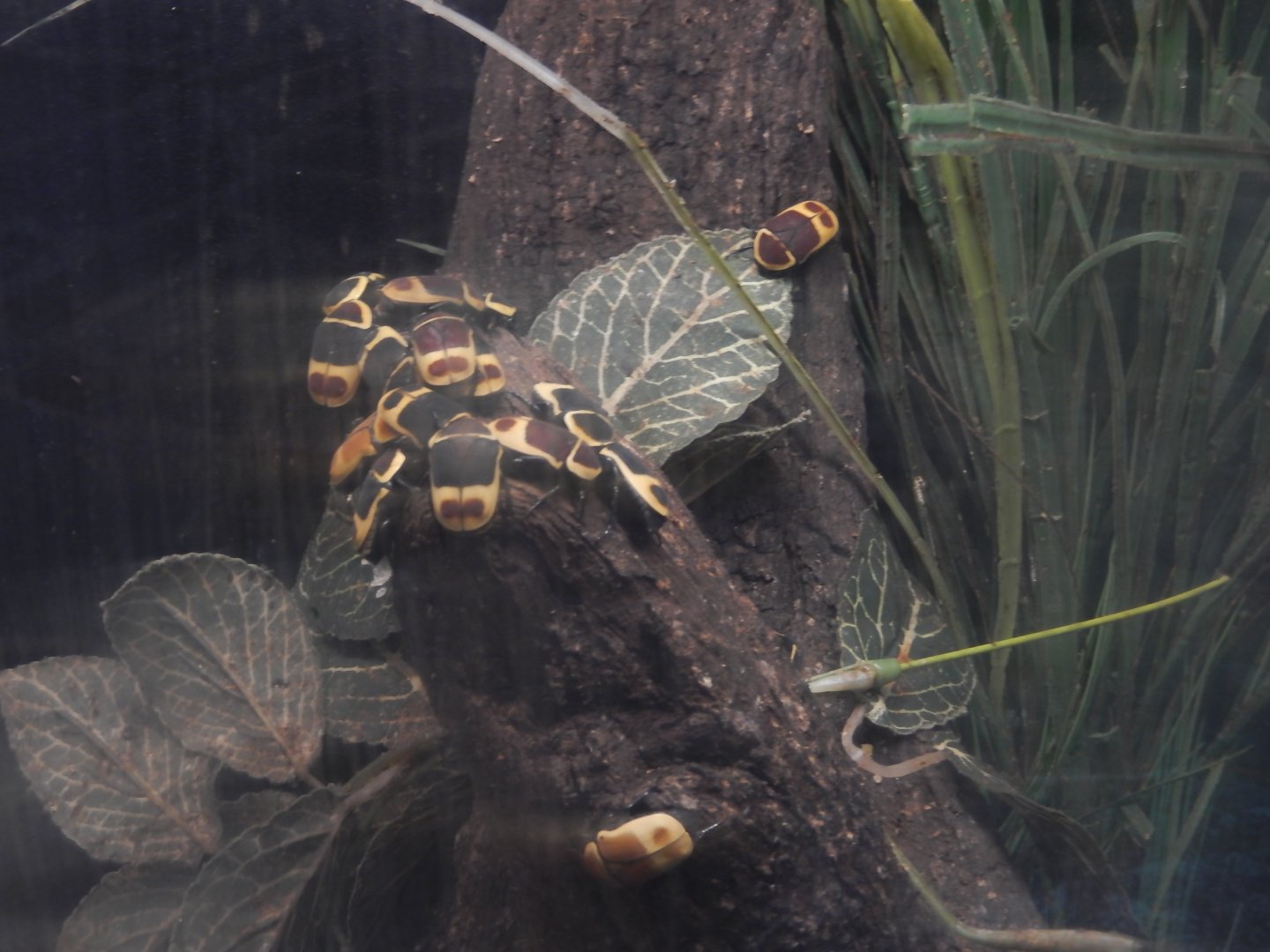 8/21/2021 - Taxi Cab Beetles