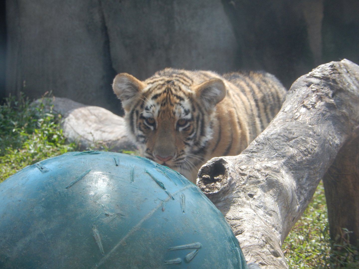 8/21/2021 - Tiger Cub