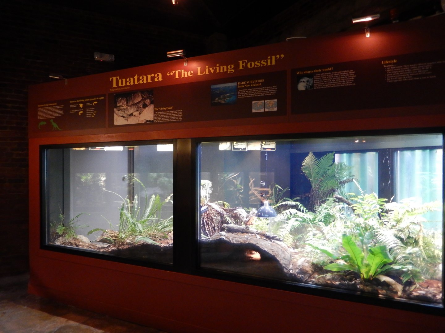 8/21/2021 - Tuatara Terrarium (Split into Two)