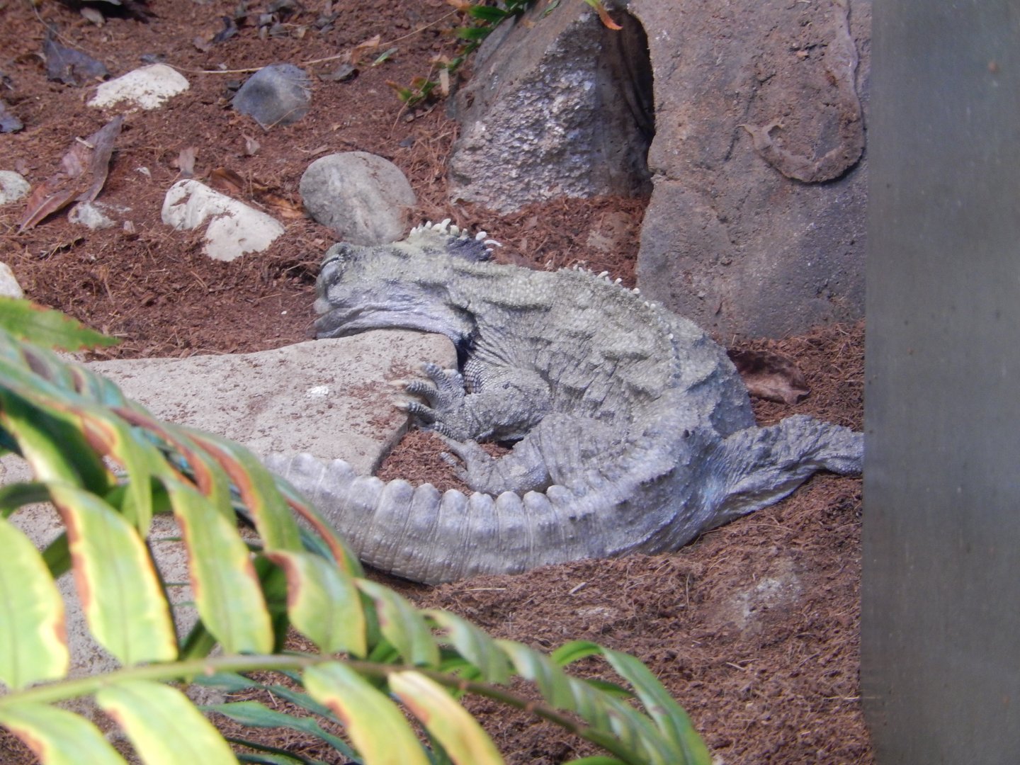 8/21/2021 - Tuatara