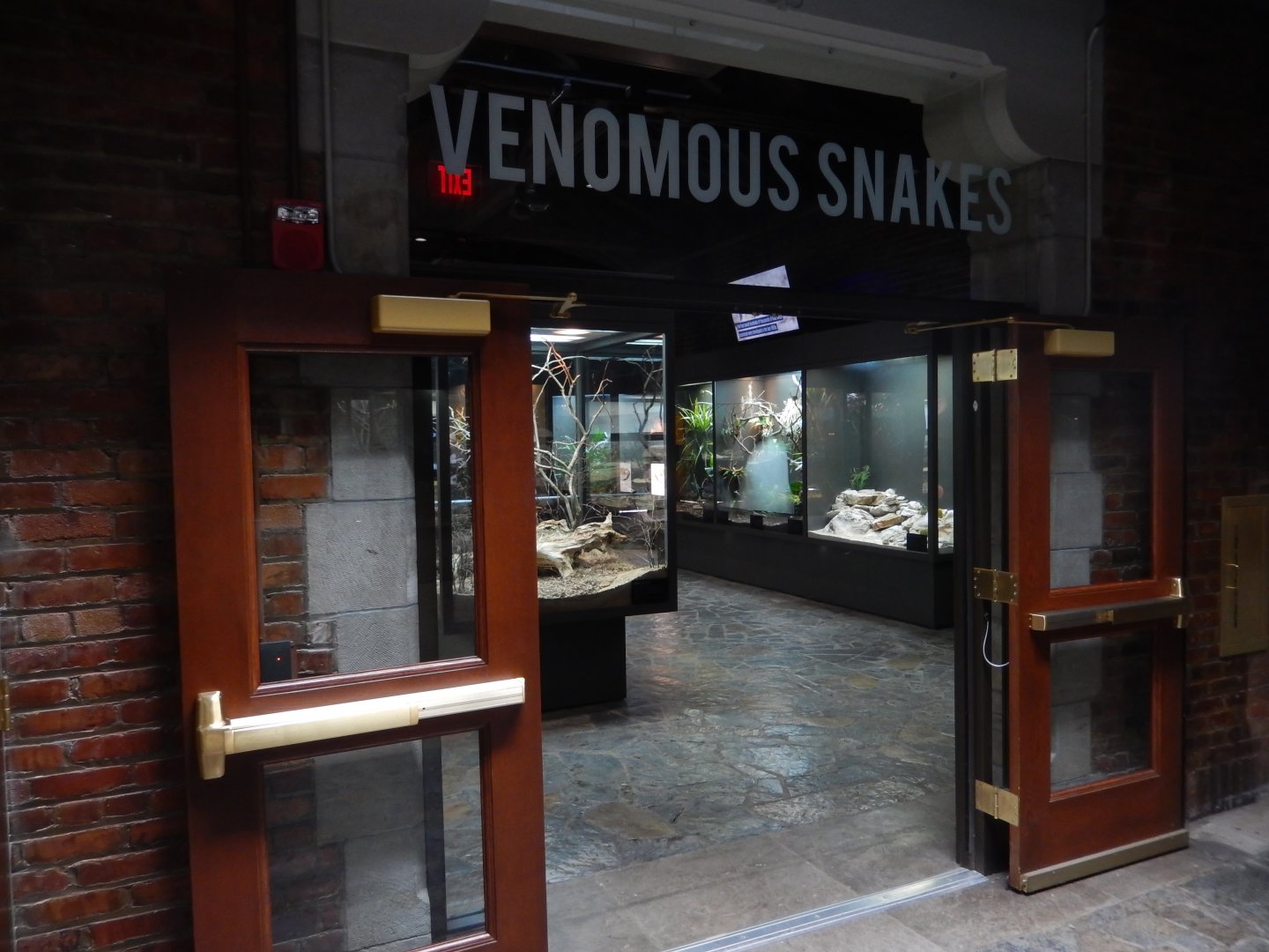 8/21/2021 - Venomous Snakes Gallery