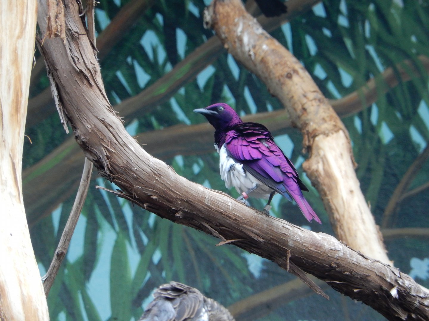8/21/2021 - Violet-Backed Starling