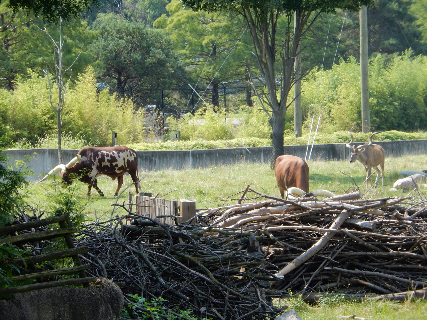 8/21/2021 - Watusi Cattle & Greater Kudu