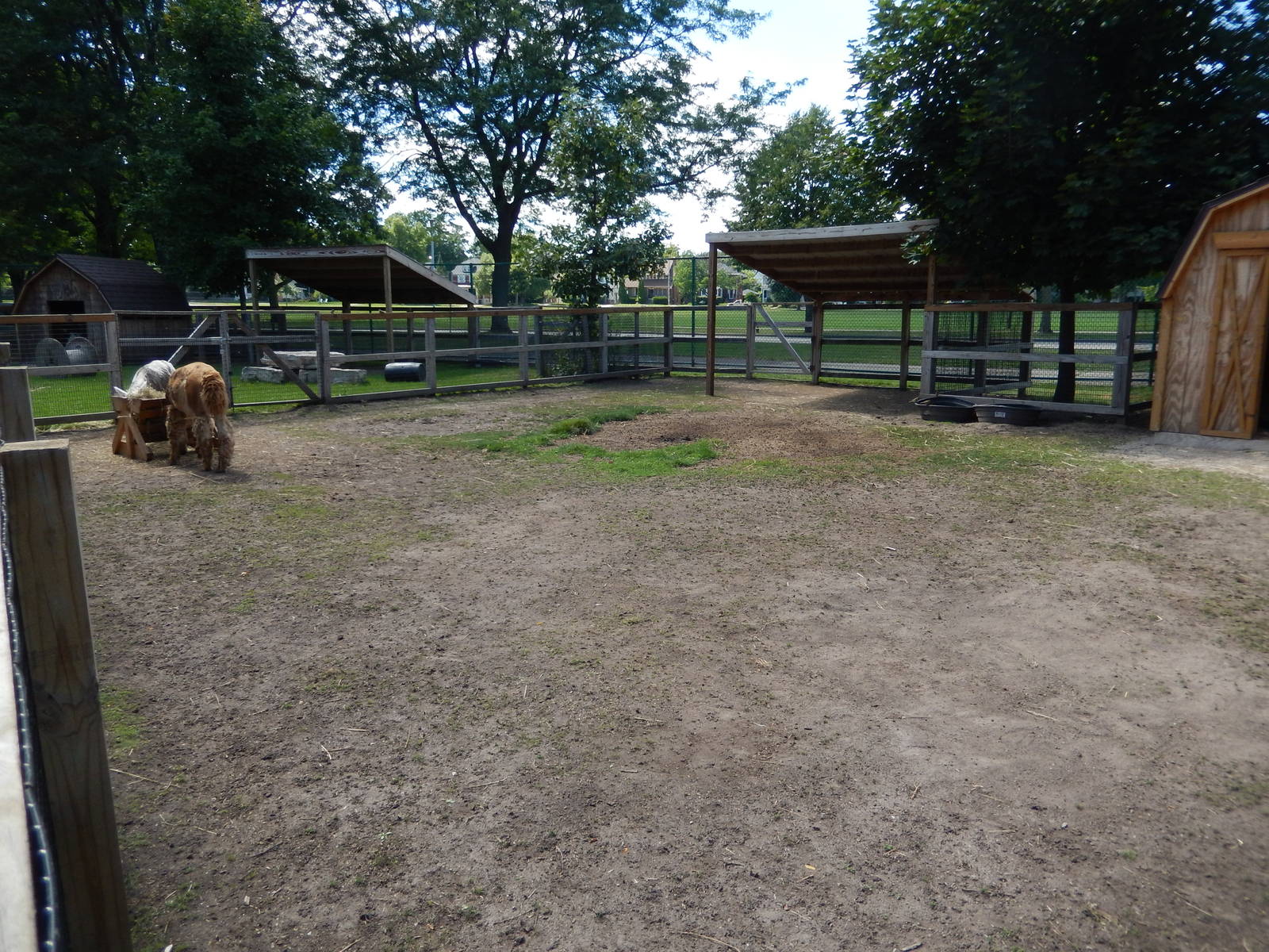 8/22/2016 - Menominee Park Zoo - Alpaca Yard
