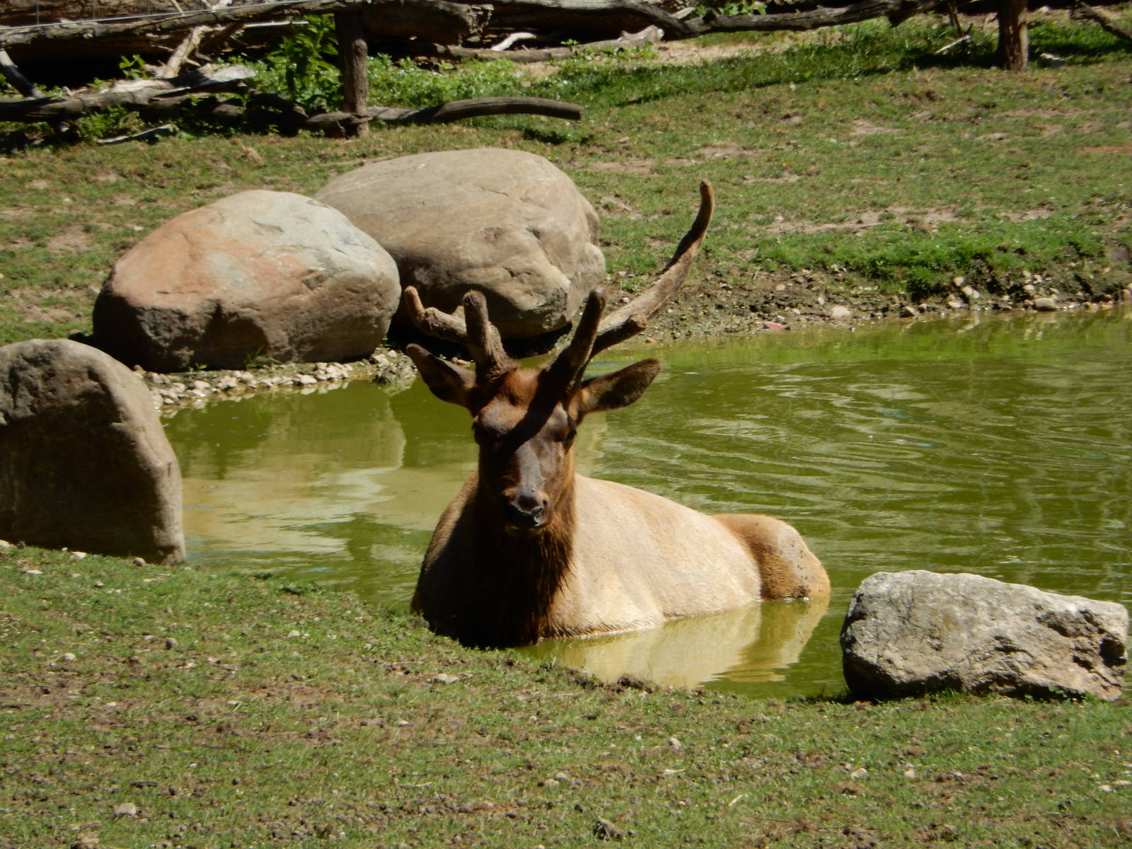 8/22/2016 - Menominee Park Zoo - Bull Elk