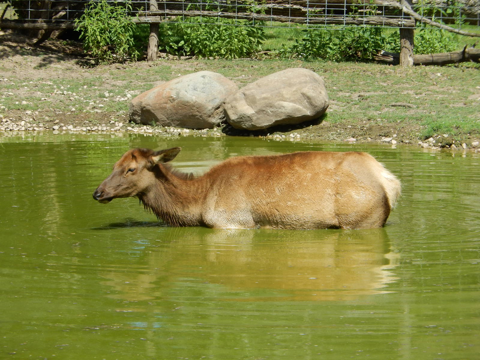 8/22/2016 - Menominee Park Zoo - Elk Cow