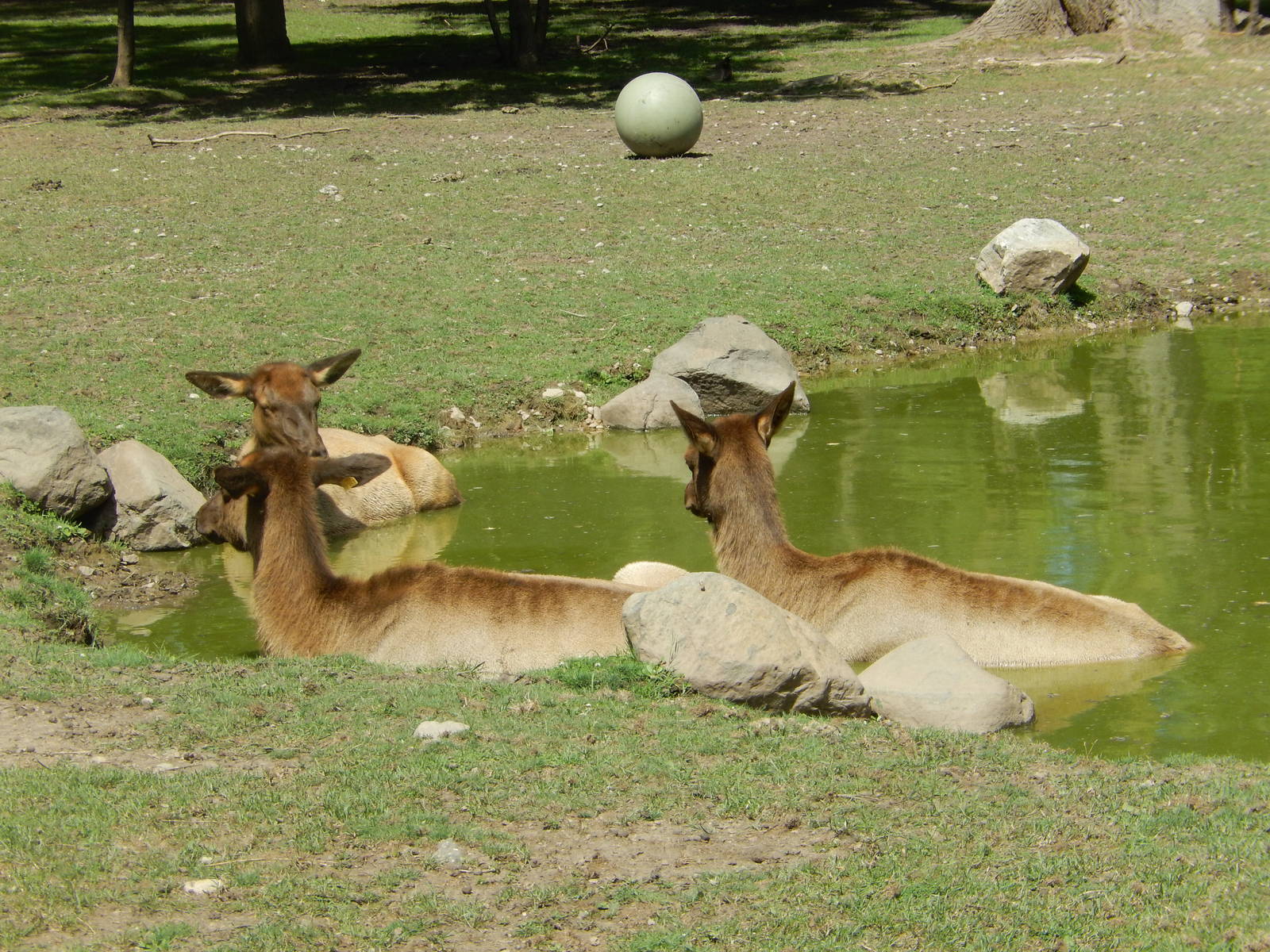 8/22/2016 - Menominee Park Zoo - Elk Cows