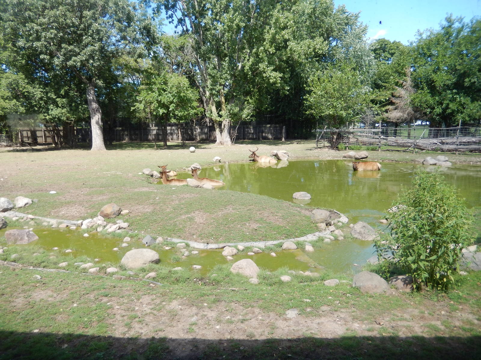 8/22/2016 - Menominee Park Zoo - Elk Habitat