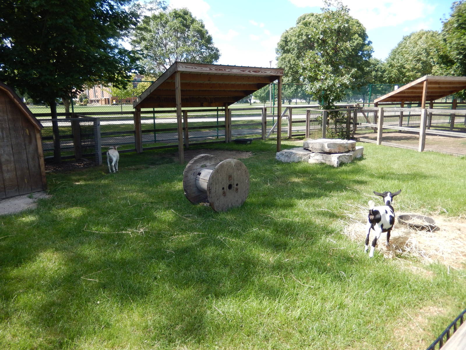 8/22/2016 - Menominee Park Zoo - Goat Yard