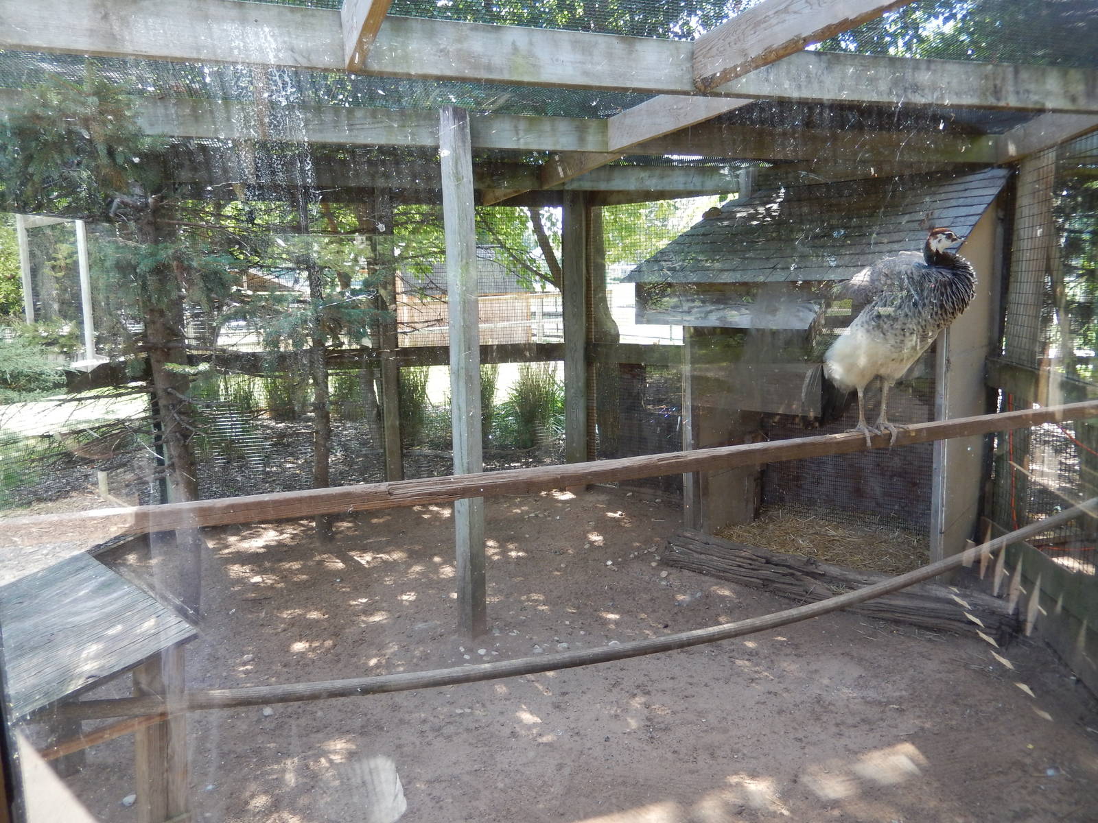 8/22/2016 - Menominee Park Zoo - Indian Peafowl Exhibit