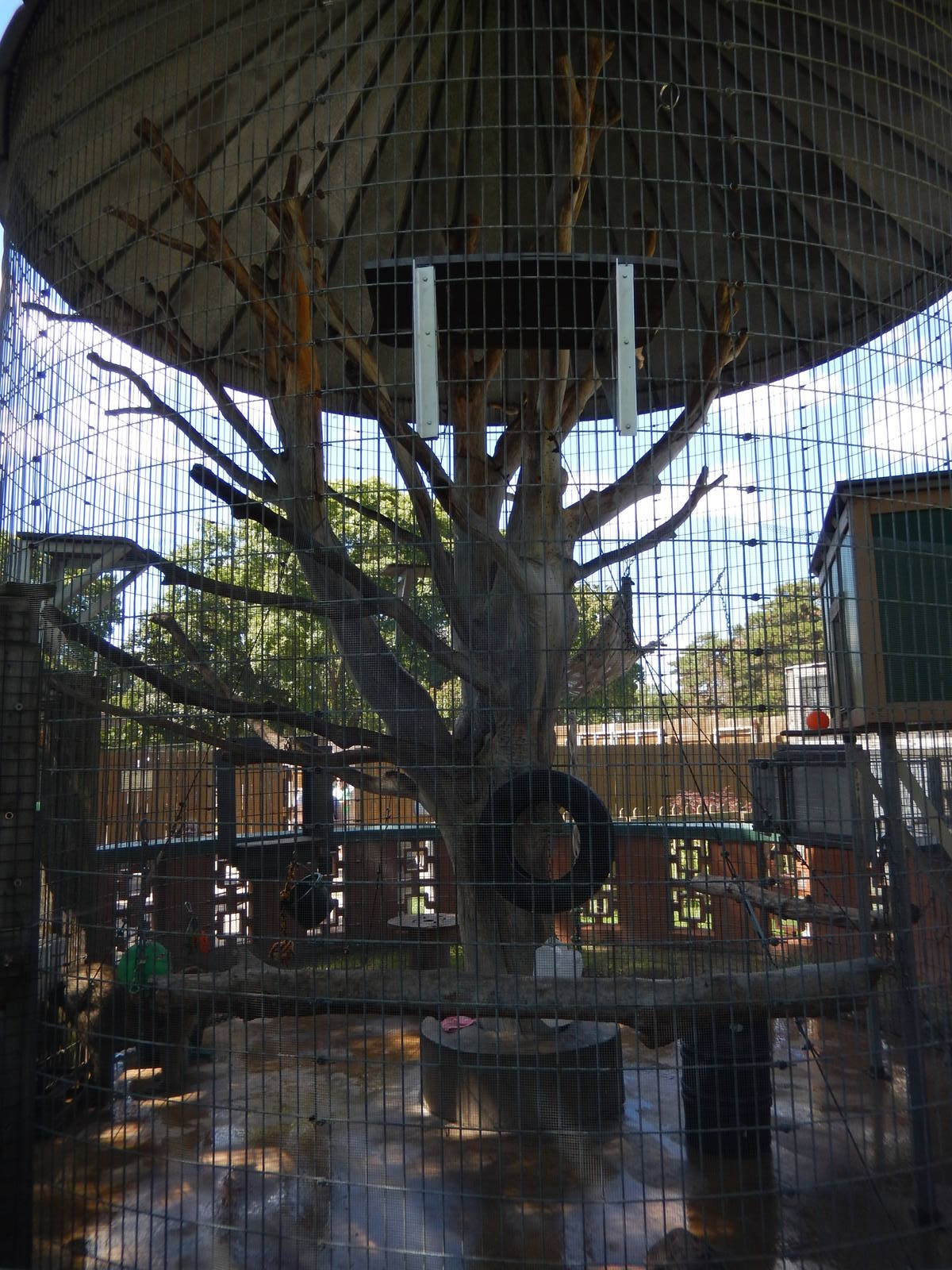 8/22/2016 - Menominee Park Zoo - Olive Baboon Cage