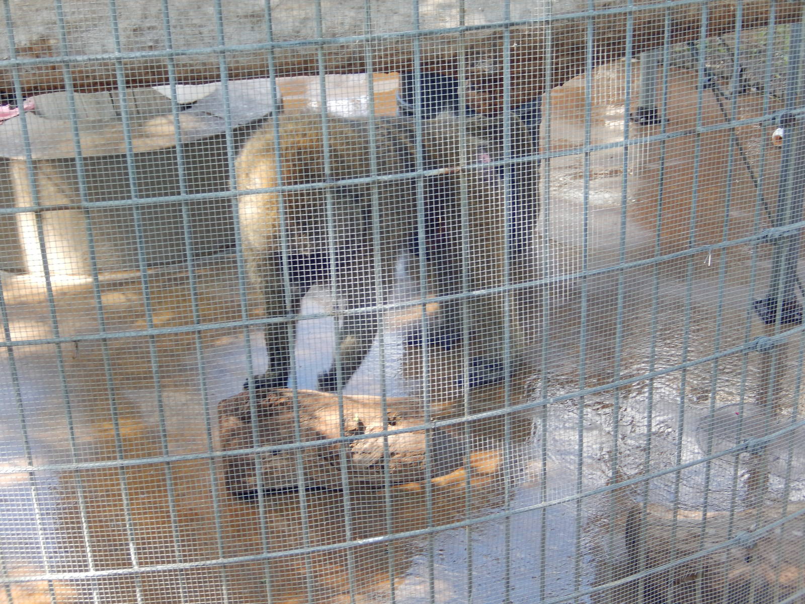 8/22/2016 - Menominee Park Zoo - Olive Baboon