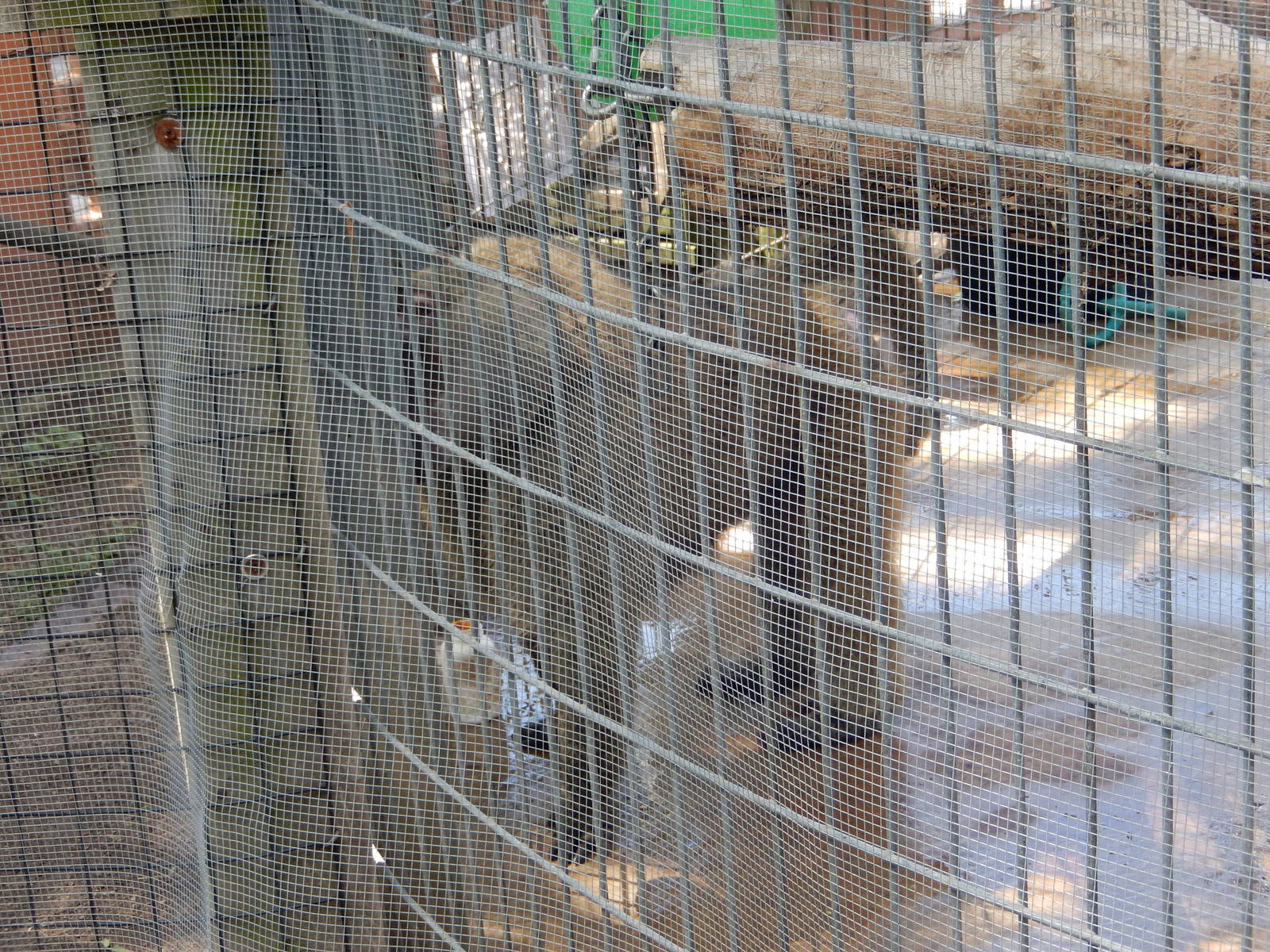 8/22/2016 - Menominee Park Zoo - Olive Baboon