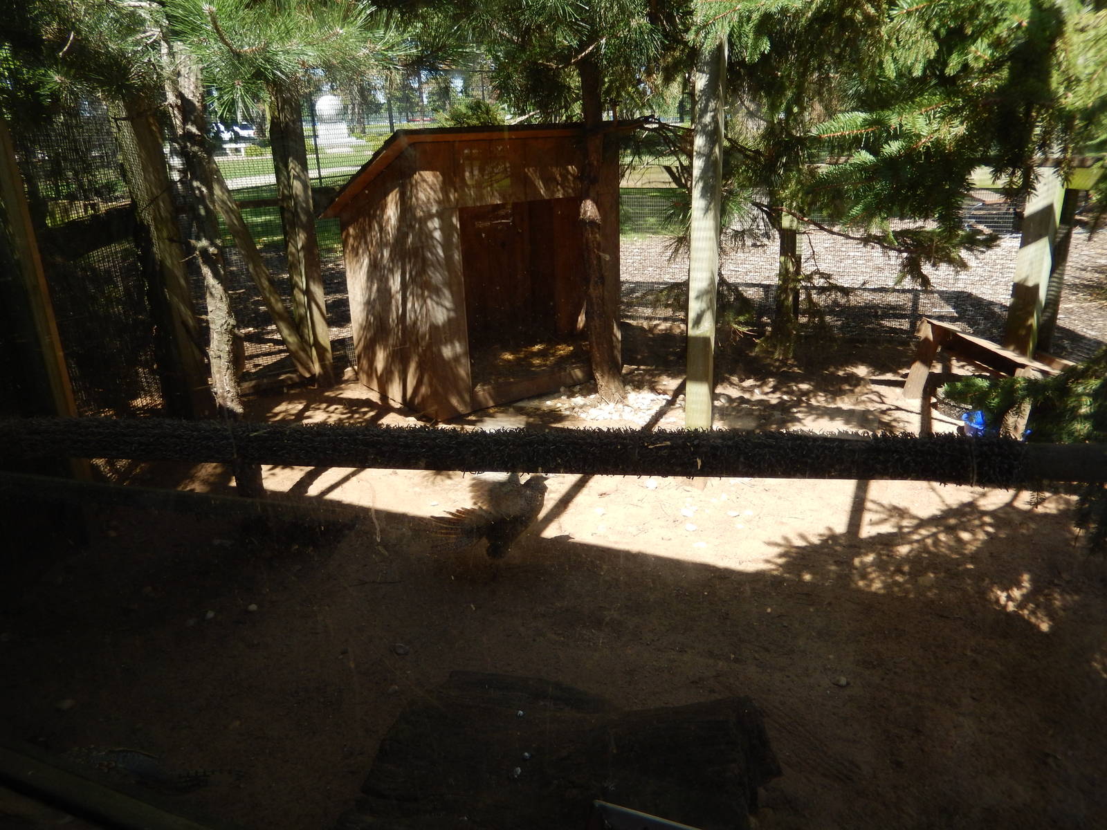 8/22/2016 - Menominee Park Zoo - Ring-neck Pheasant Exhibit