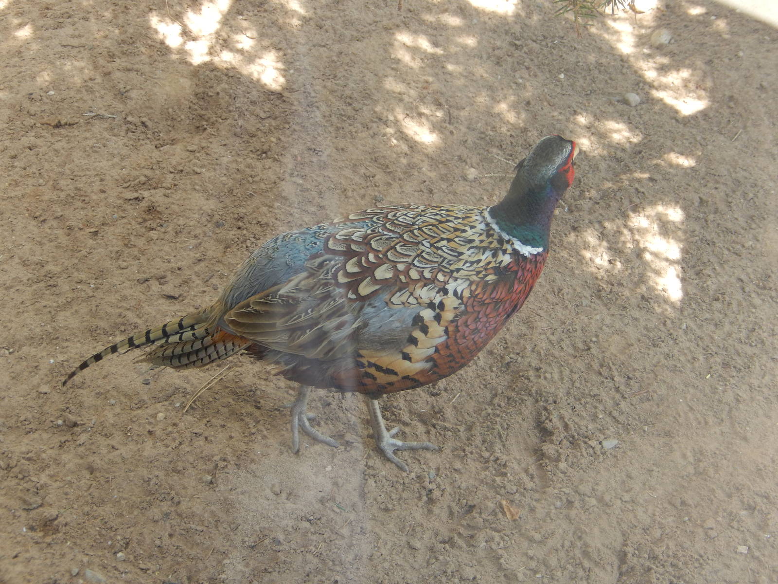 8/22/2016 - Menominee Park Zoo - Ring-neck Pheasant