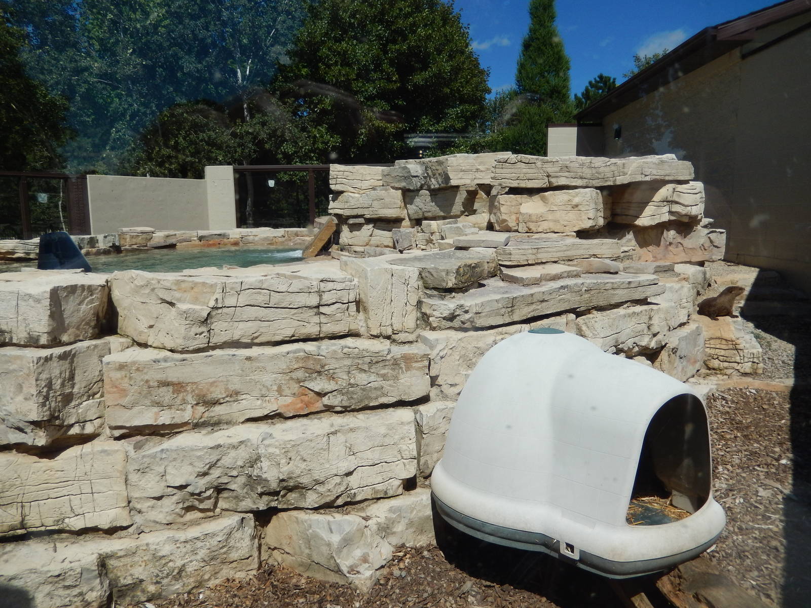 8/22/2016 - Menominee Park Zoo - River Otter Exhibit
