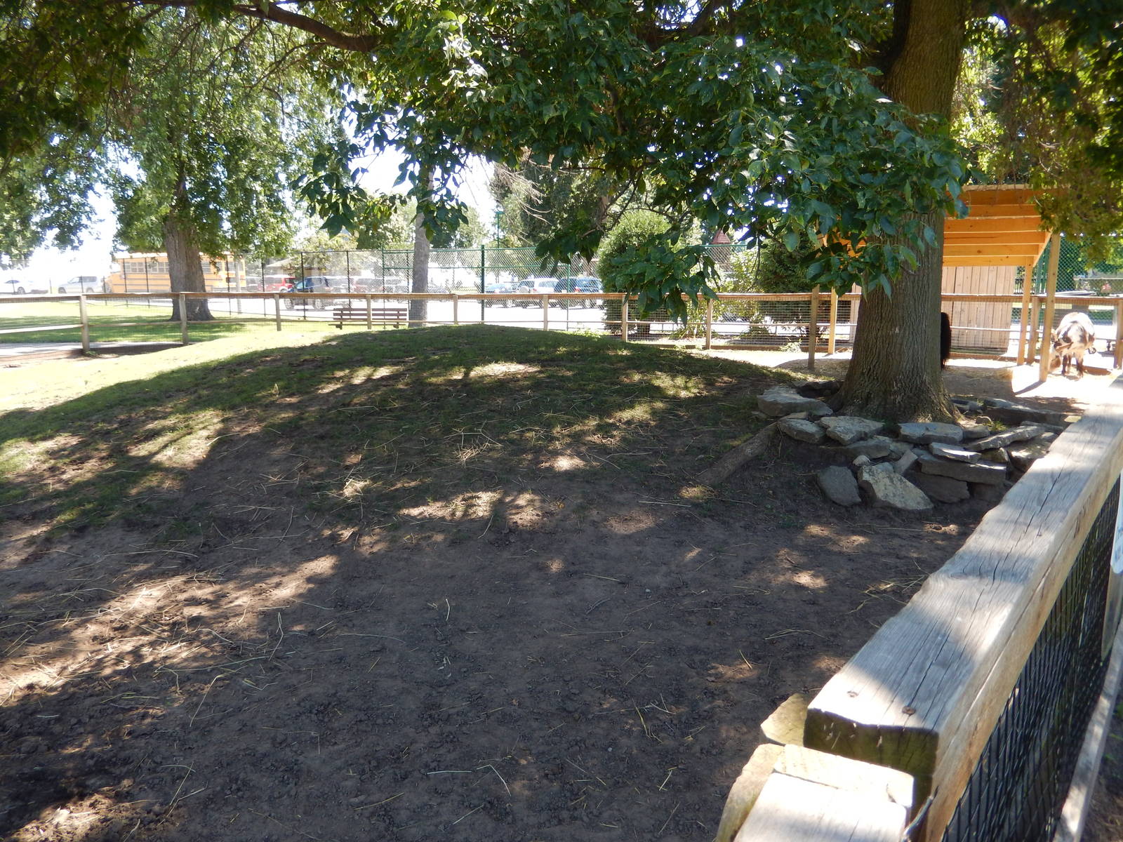 8/22/2016 - Menominee Park Zoo - Sicilian Donkey & Miniature Horse Yard