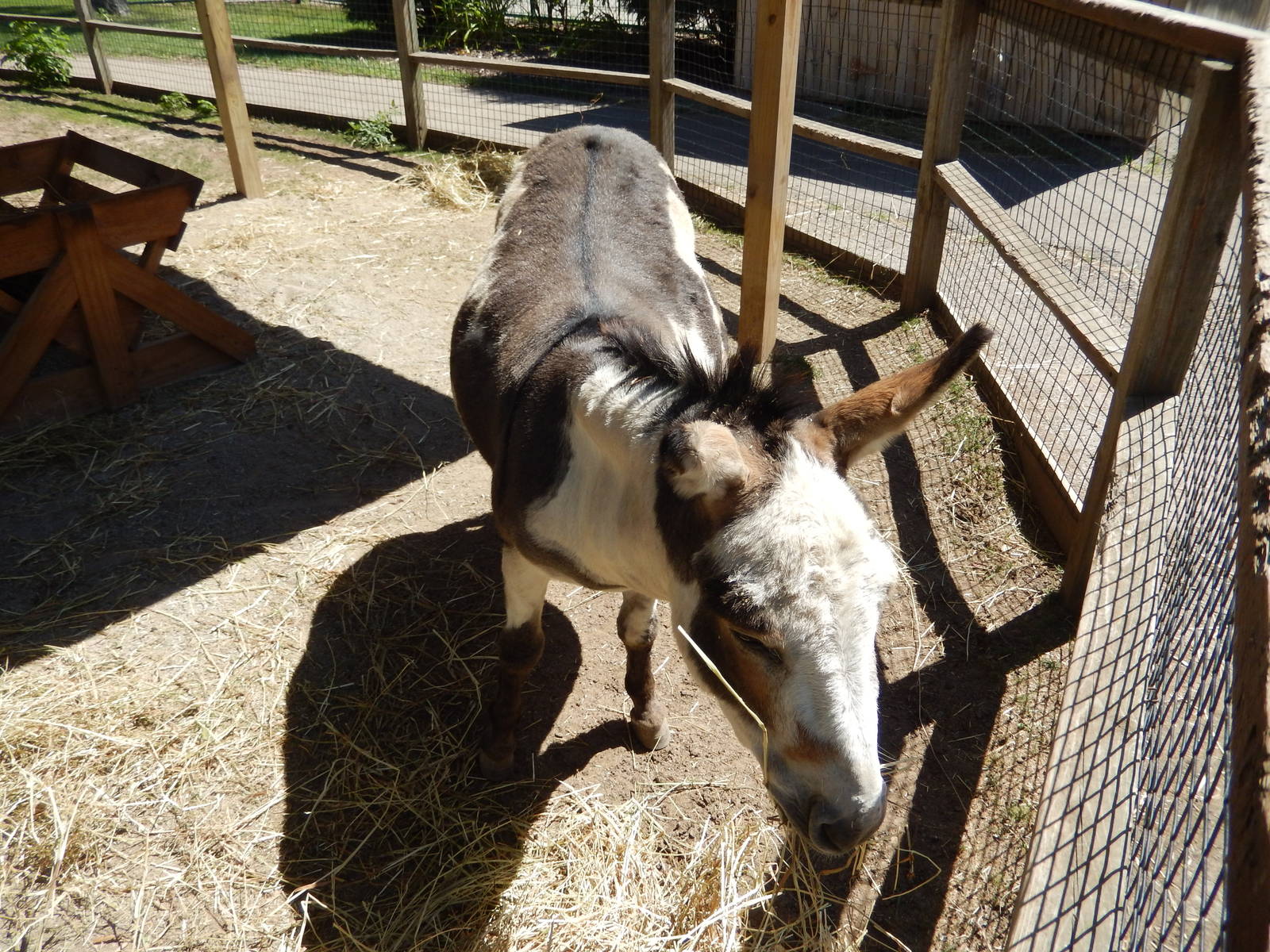 8/22/2016 - Menominee Park Zoo - Sicilian Donkey