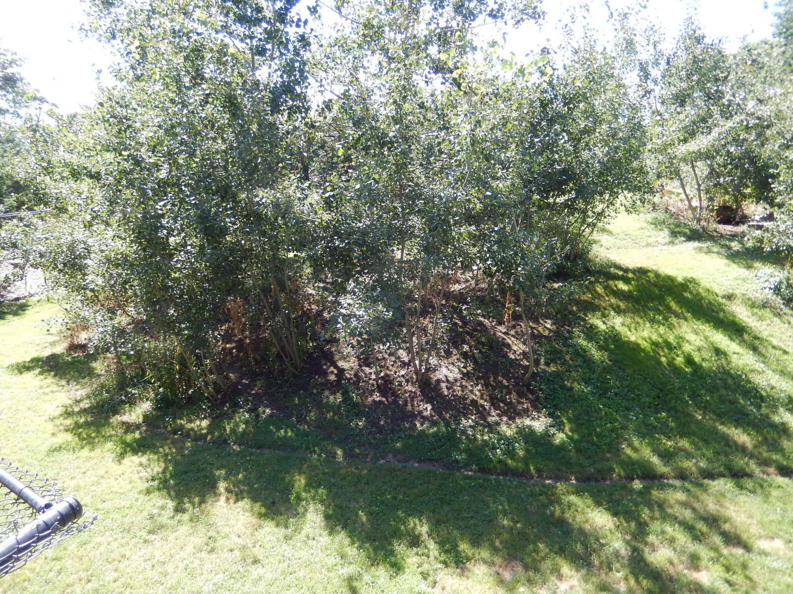 8/22/2016 - Menominee Park Zoo - Timber Wolf Habitat