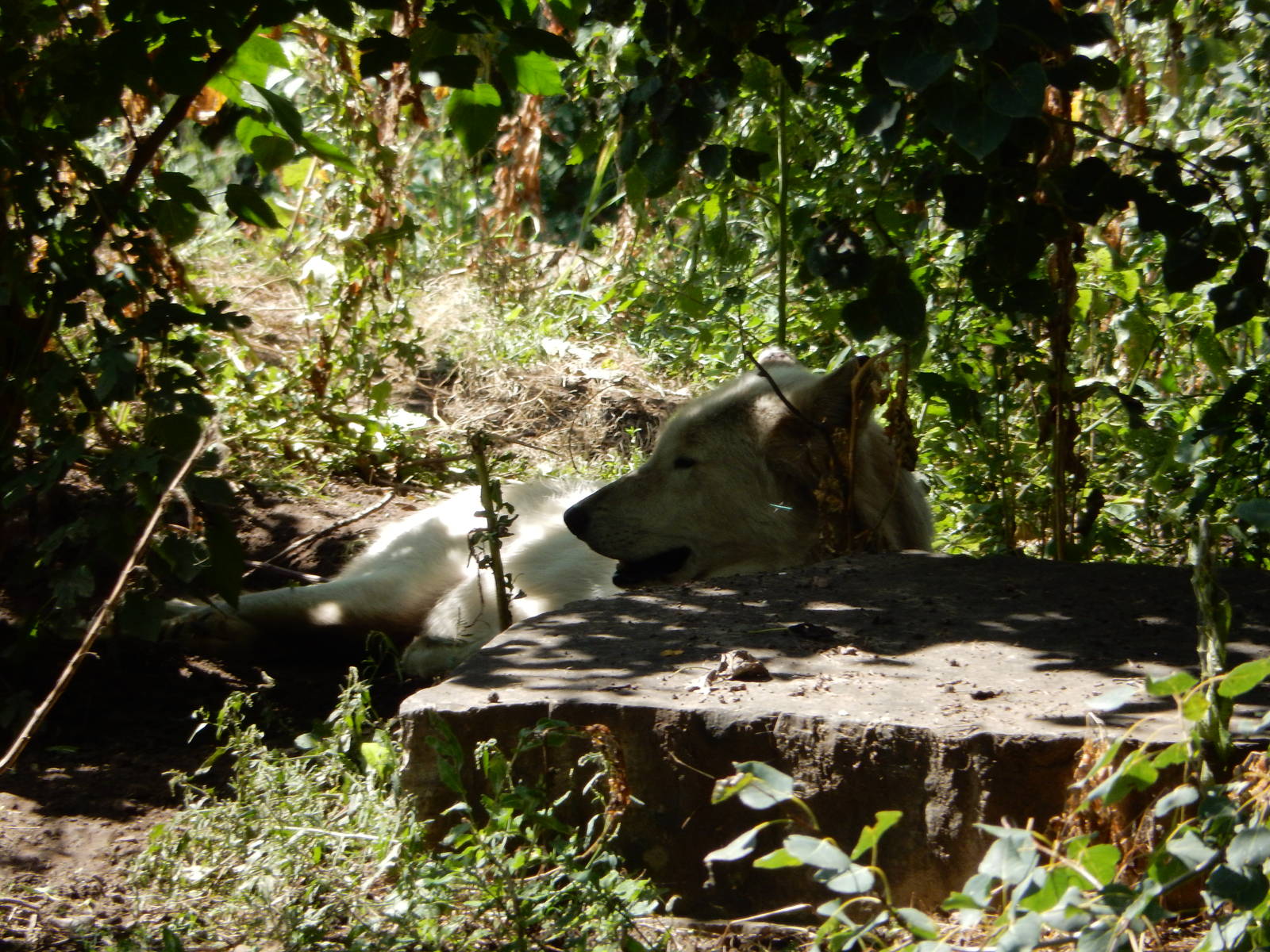 8/22/2016 - Menominee Park Zoo - Timber Wolf