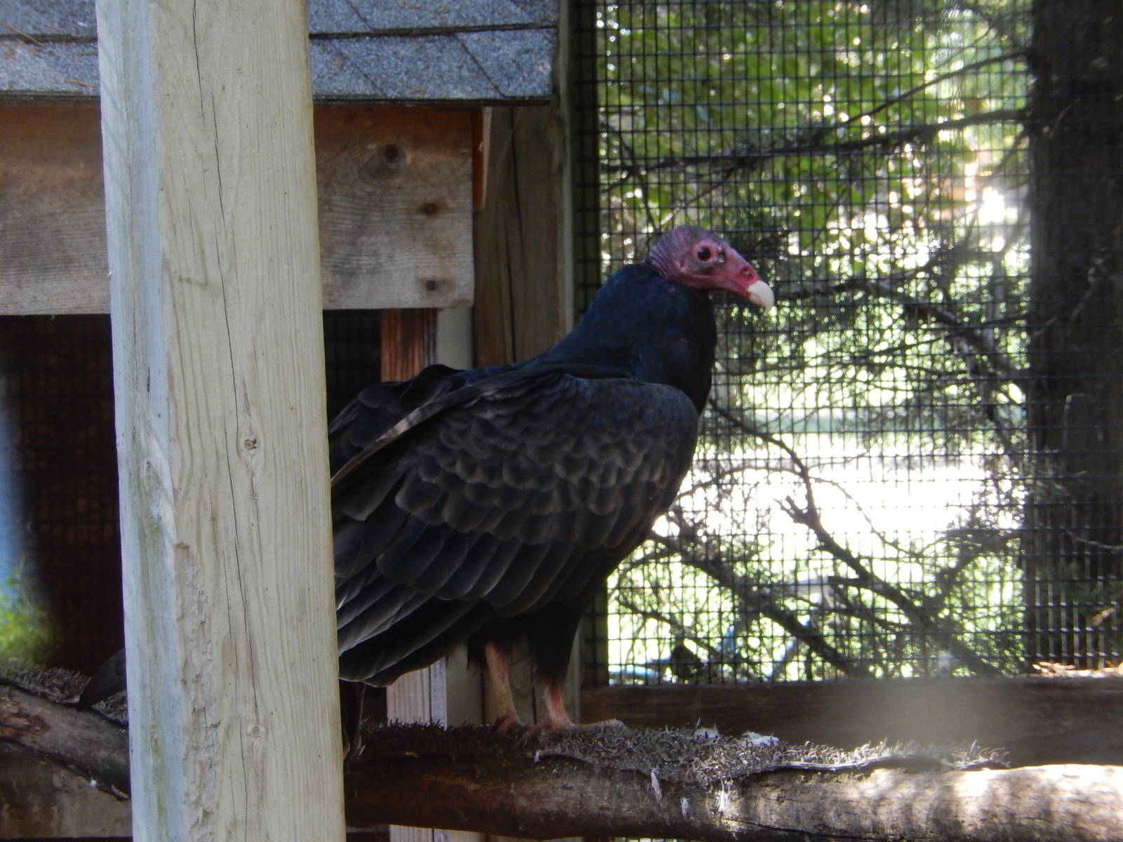 8/22/2016 - Menominee Park Zoo - Turkey Vulture
