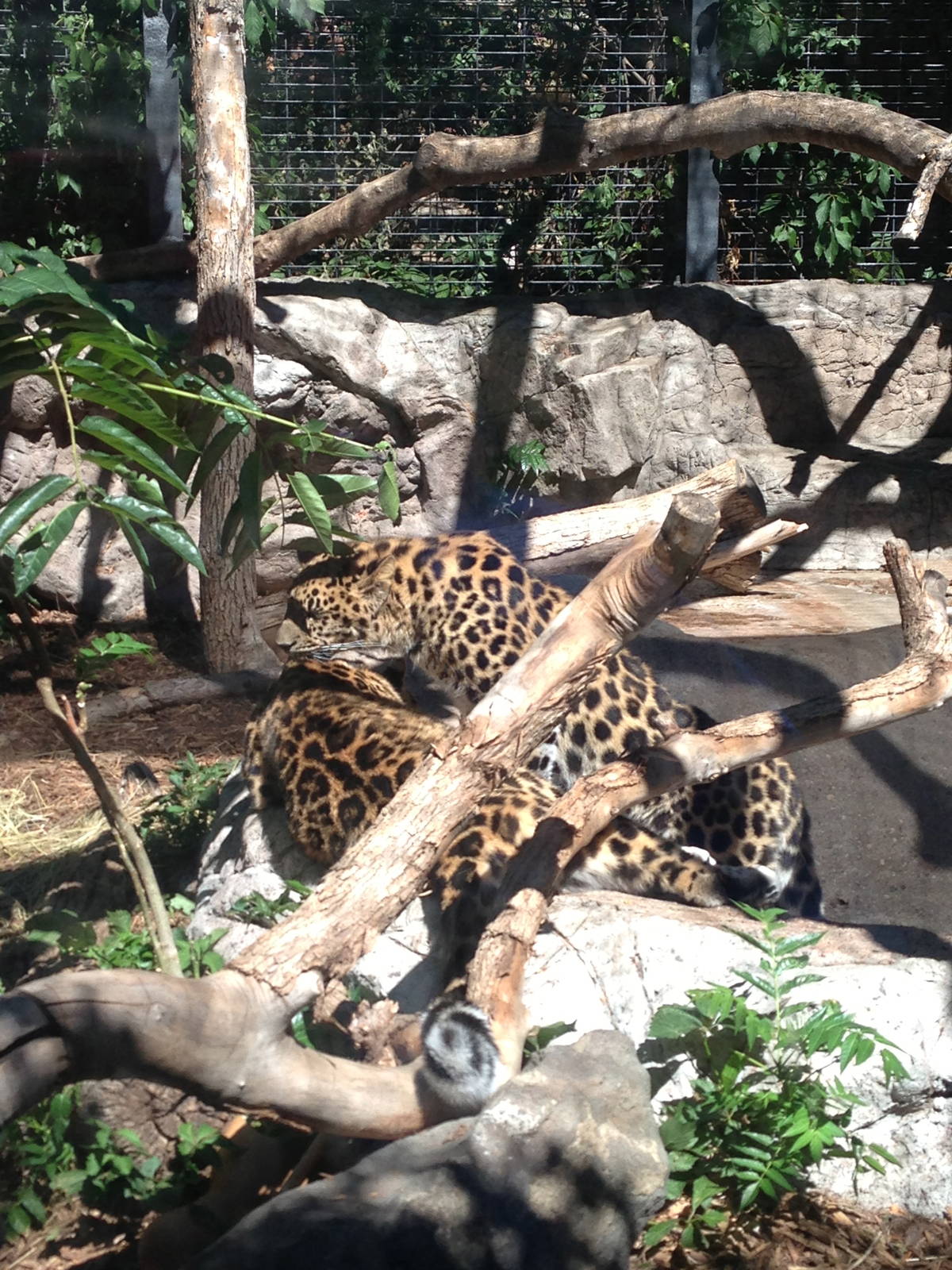 8/24/2014 - Amur Leopards