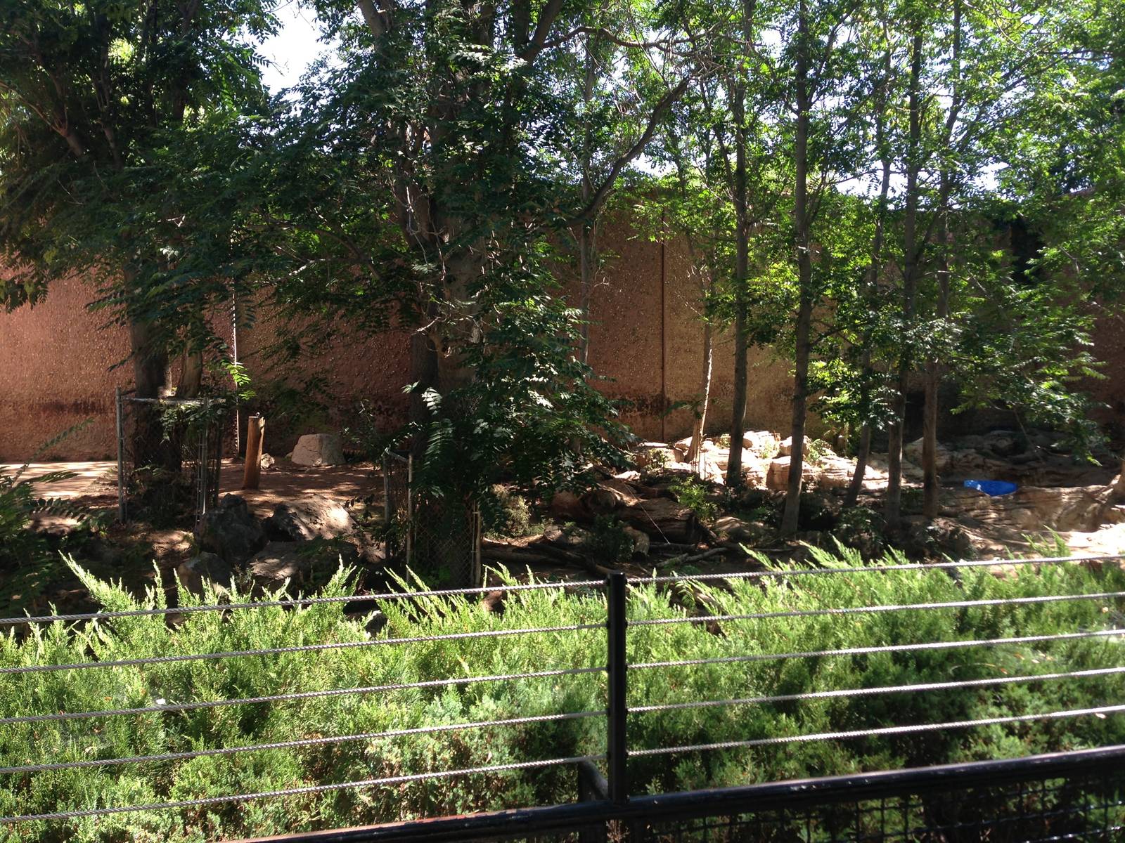 8/24/2014 - Amur Tiger Exhibit