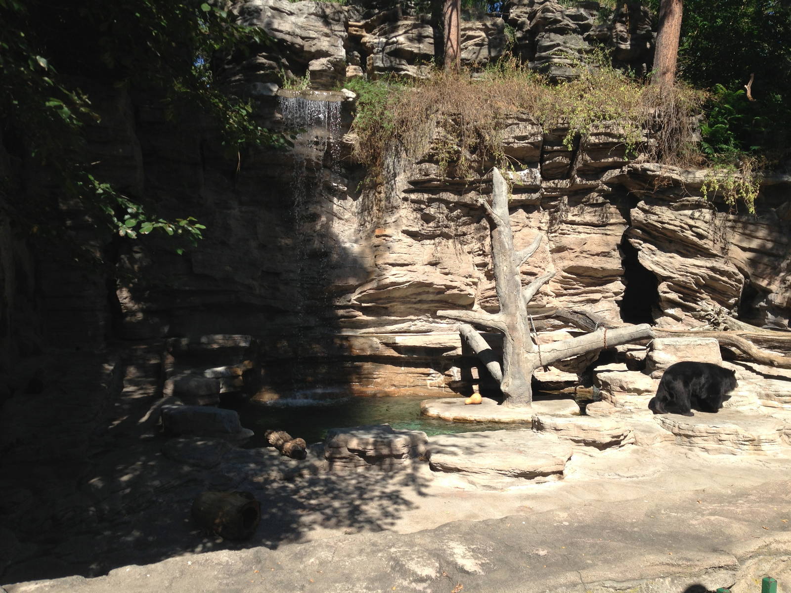 8/24/2014 - Asian Black Bear Grotto