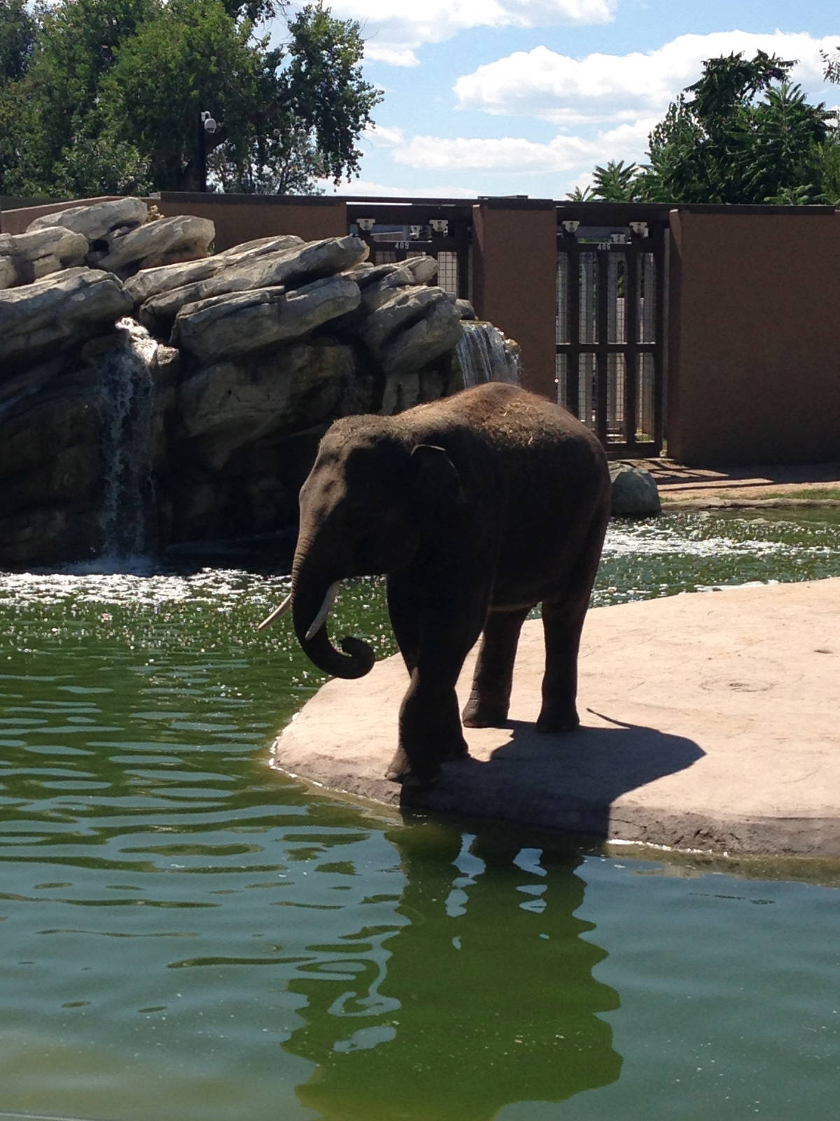 8/24/2014 - Asian Elephant
