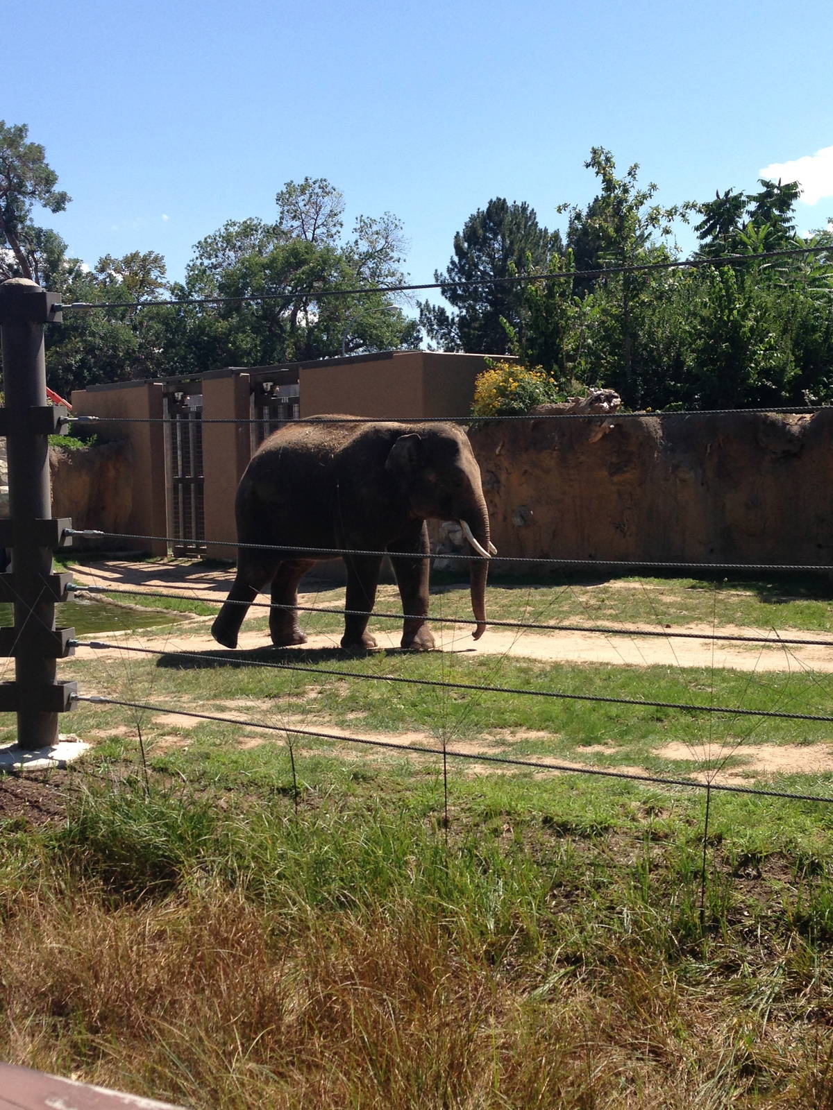 8/24/2014 - Asian Elephant