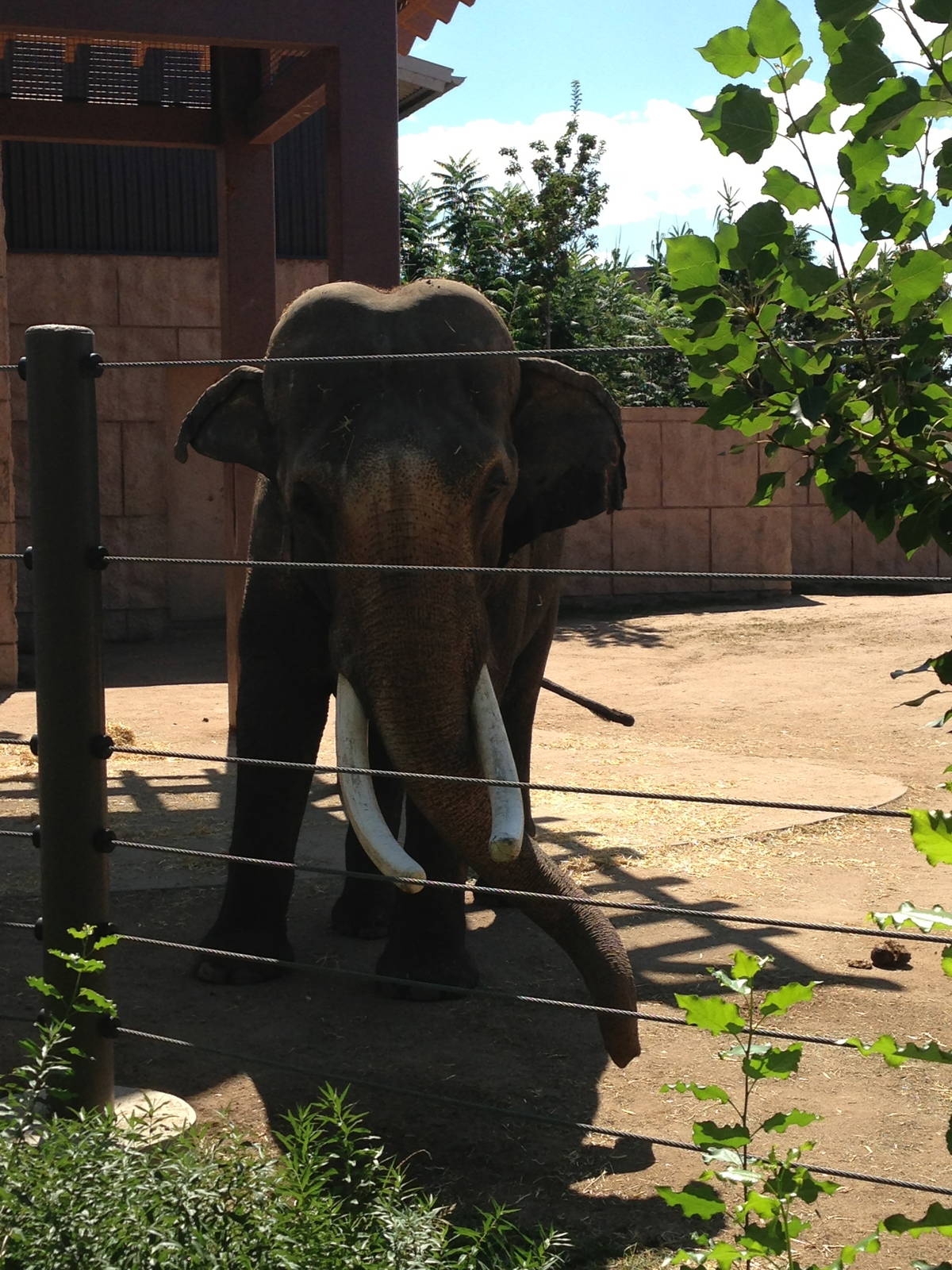 8/24/2014 - Asian Elephant