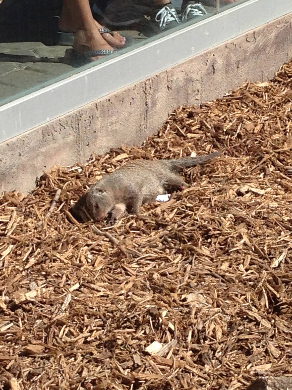8/24/2014 - Banded Mongoose